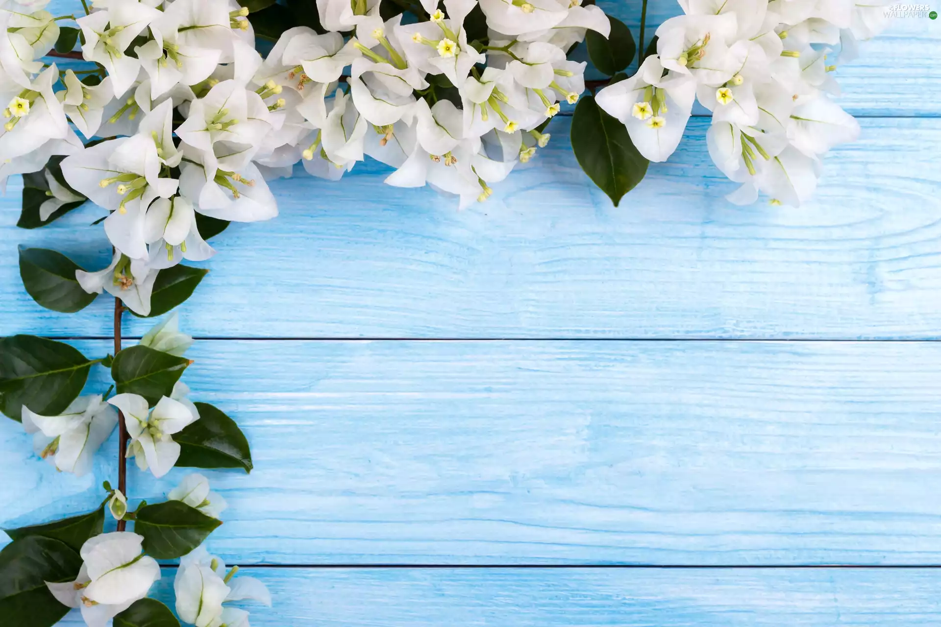 White, Bougainvillea, boarding, Flowers