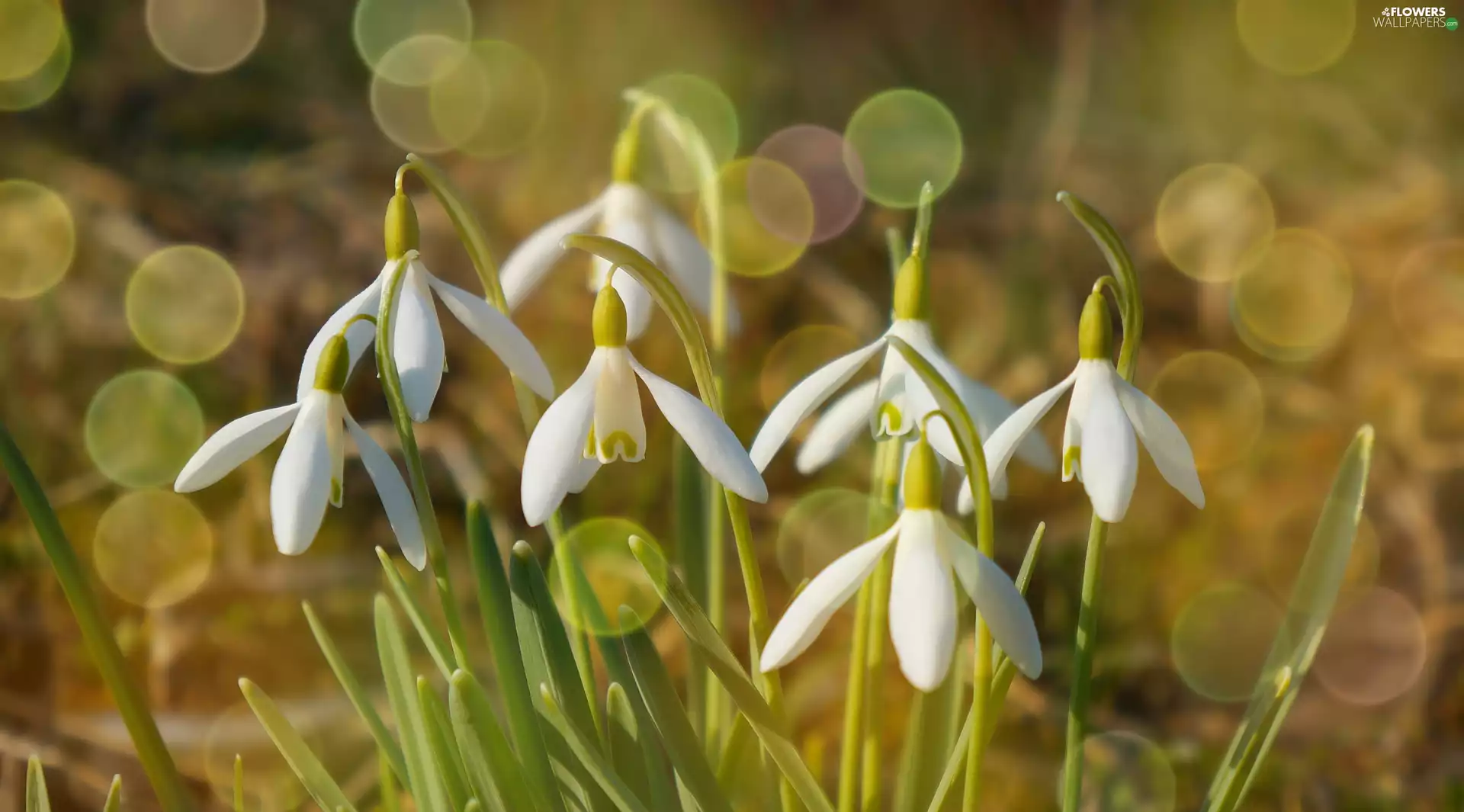 White, snowdrops, Bokeh, Flowers