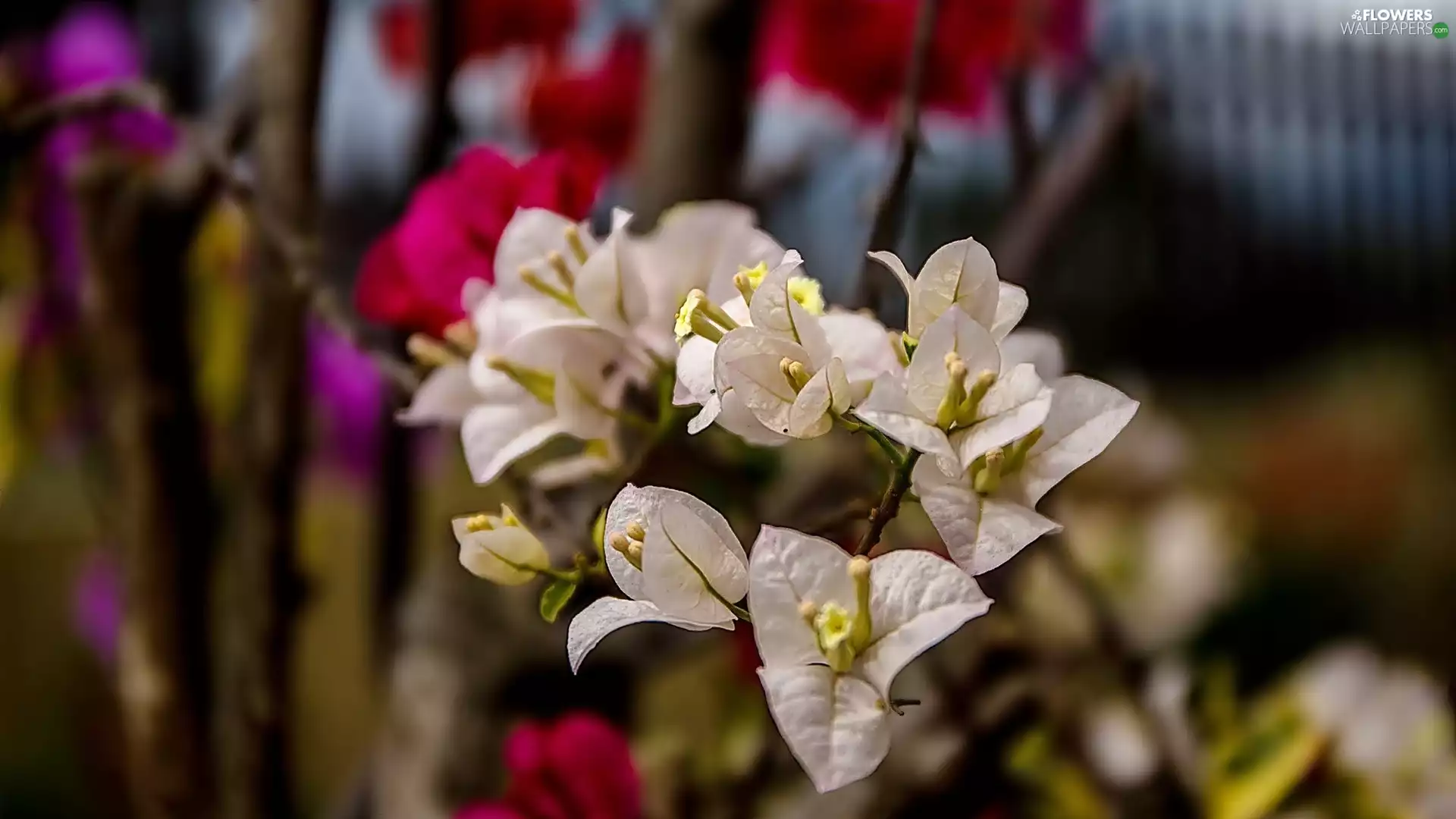 White, climber, Bougainvillea, Flowers