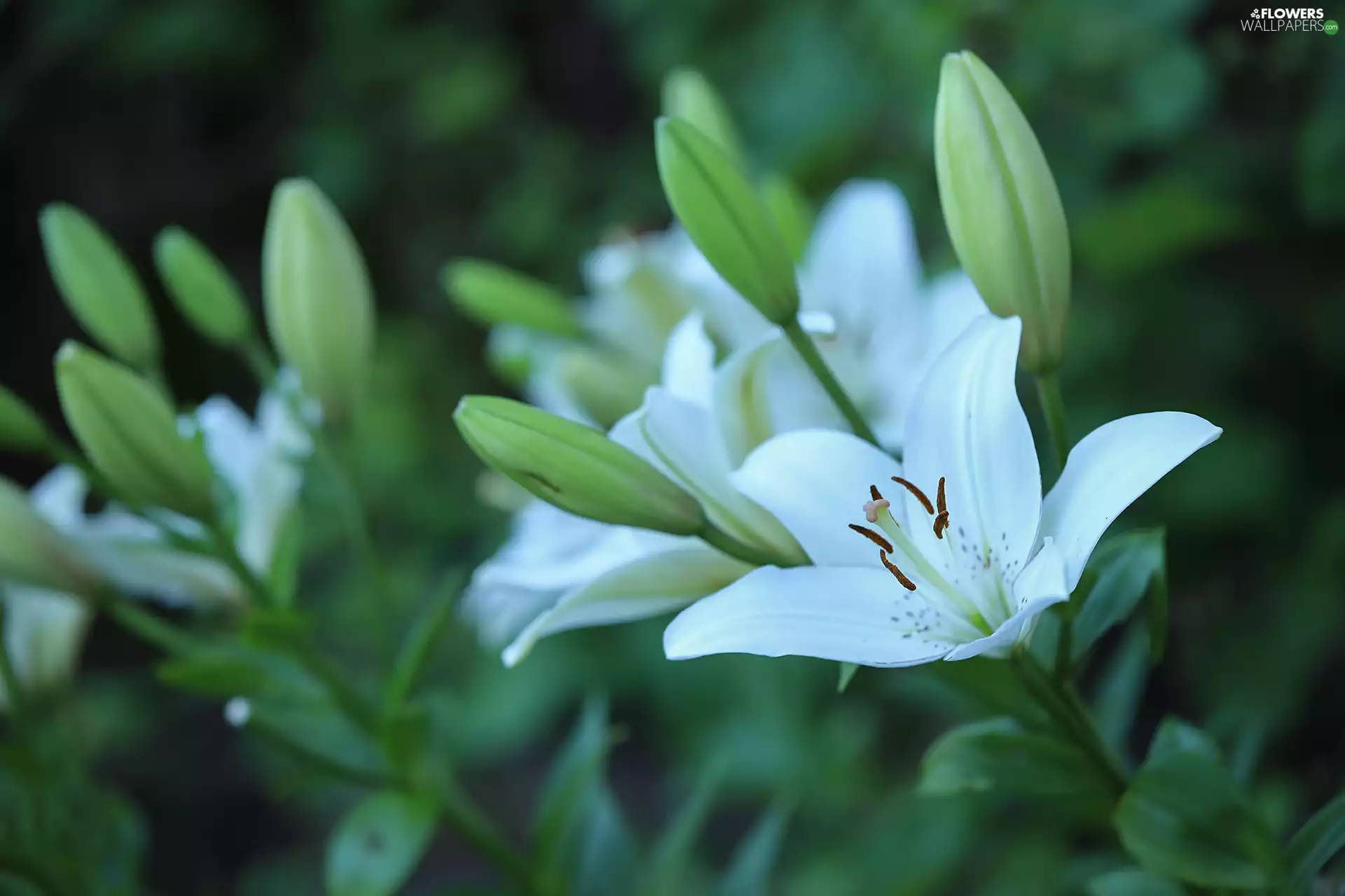 White, lilies, Buds, Flowers