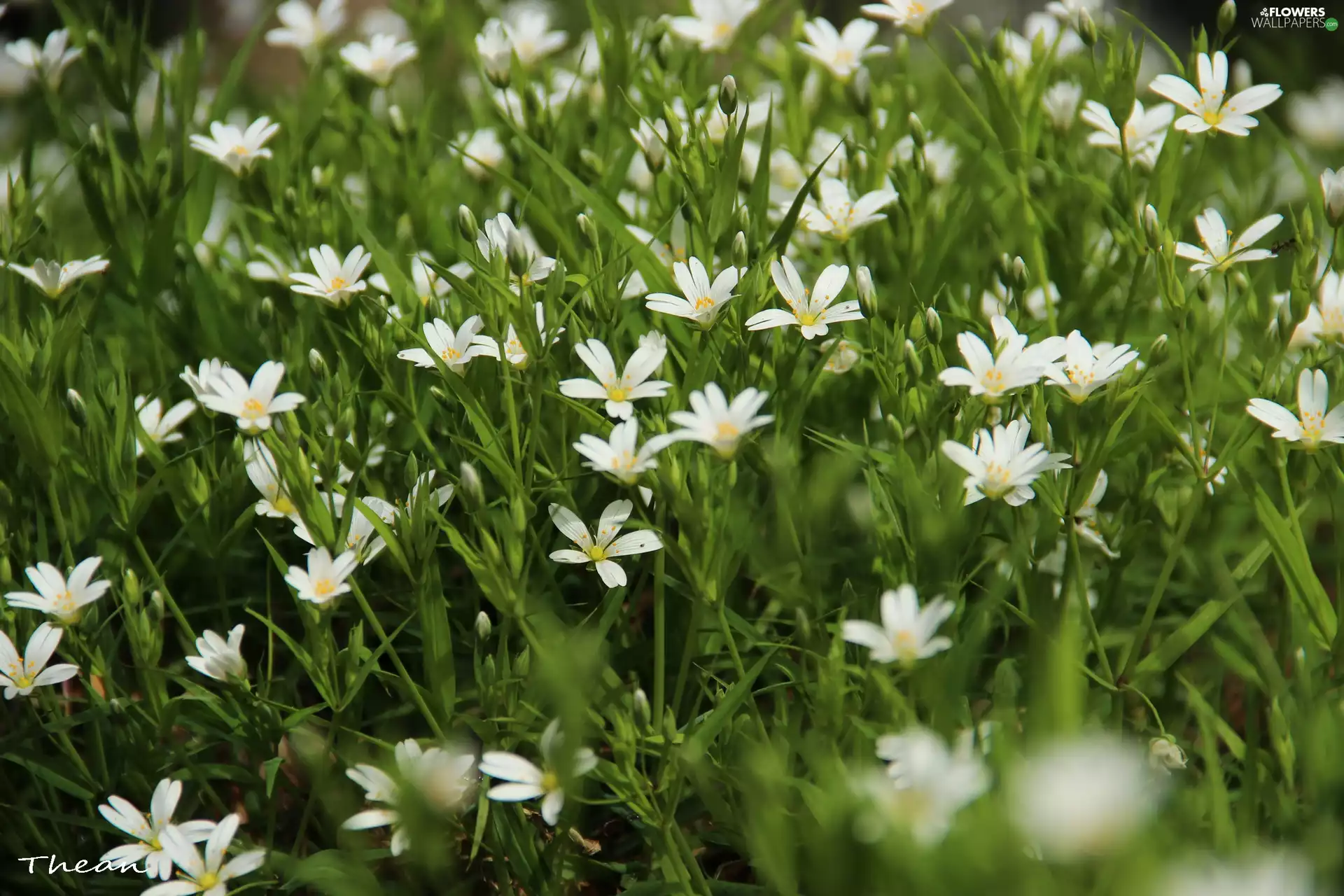 Flowers, Cerastium, White