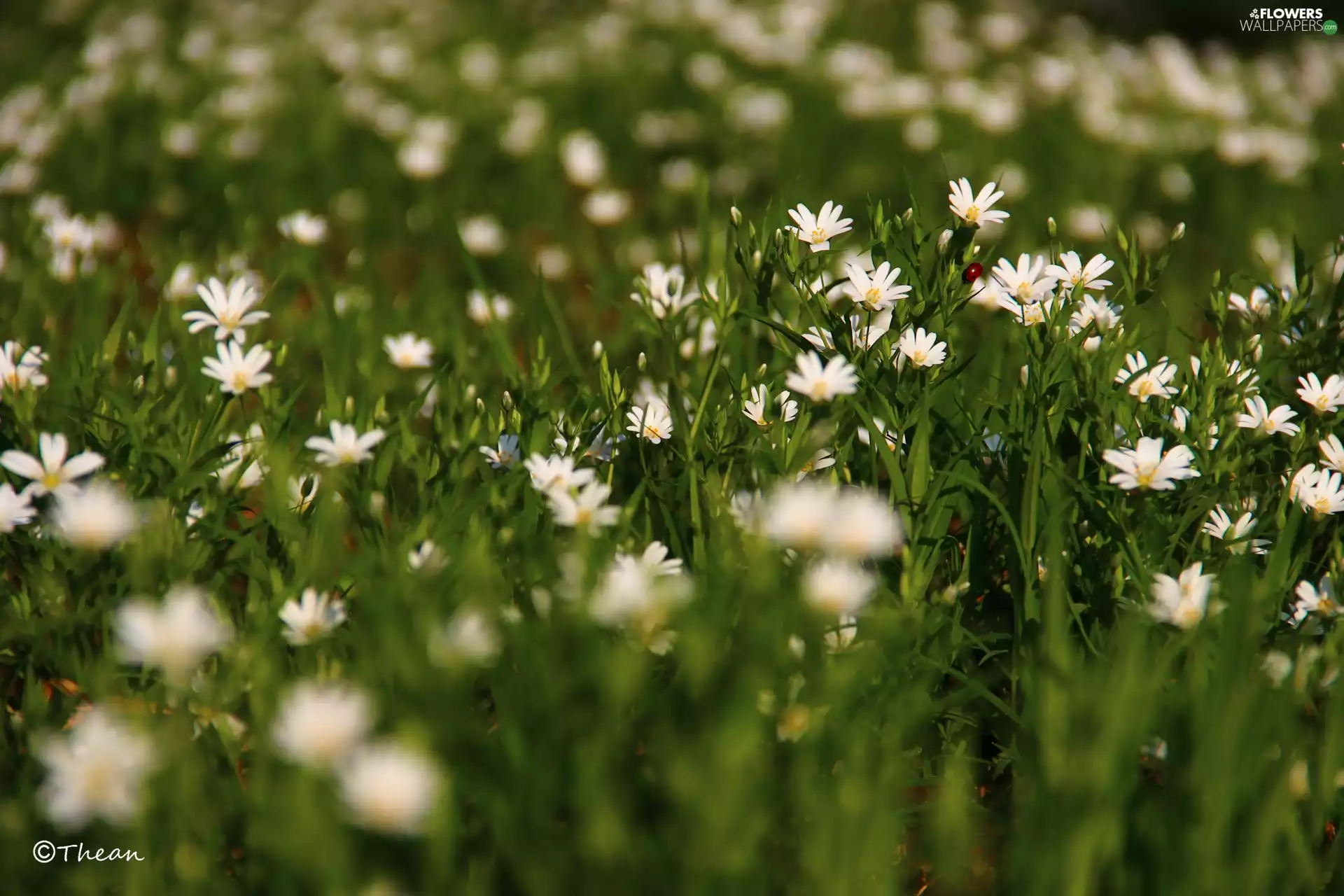Flowers, Cerastium, White