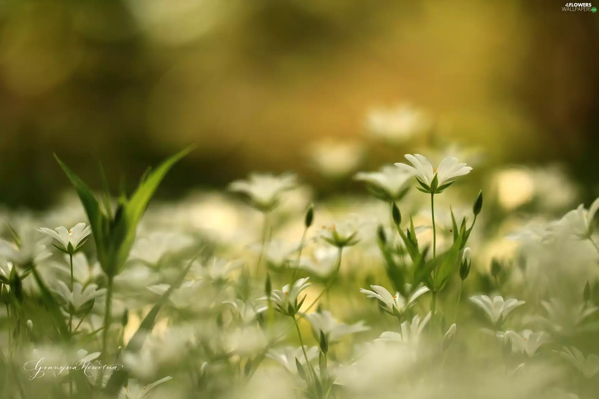 Flowers, Cerastium, White