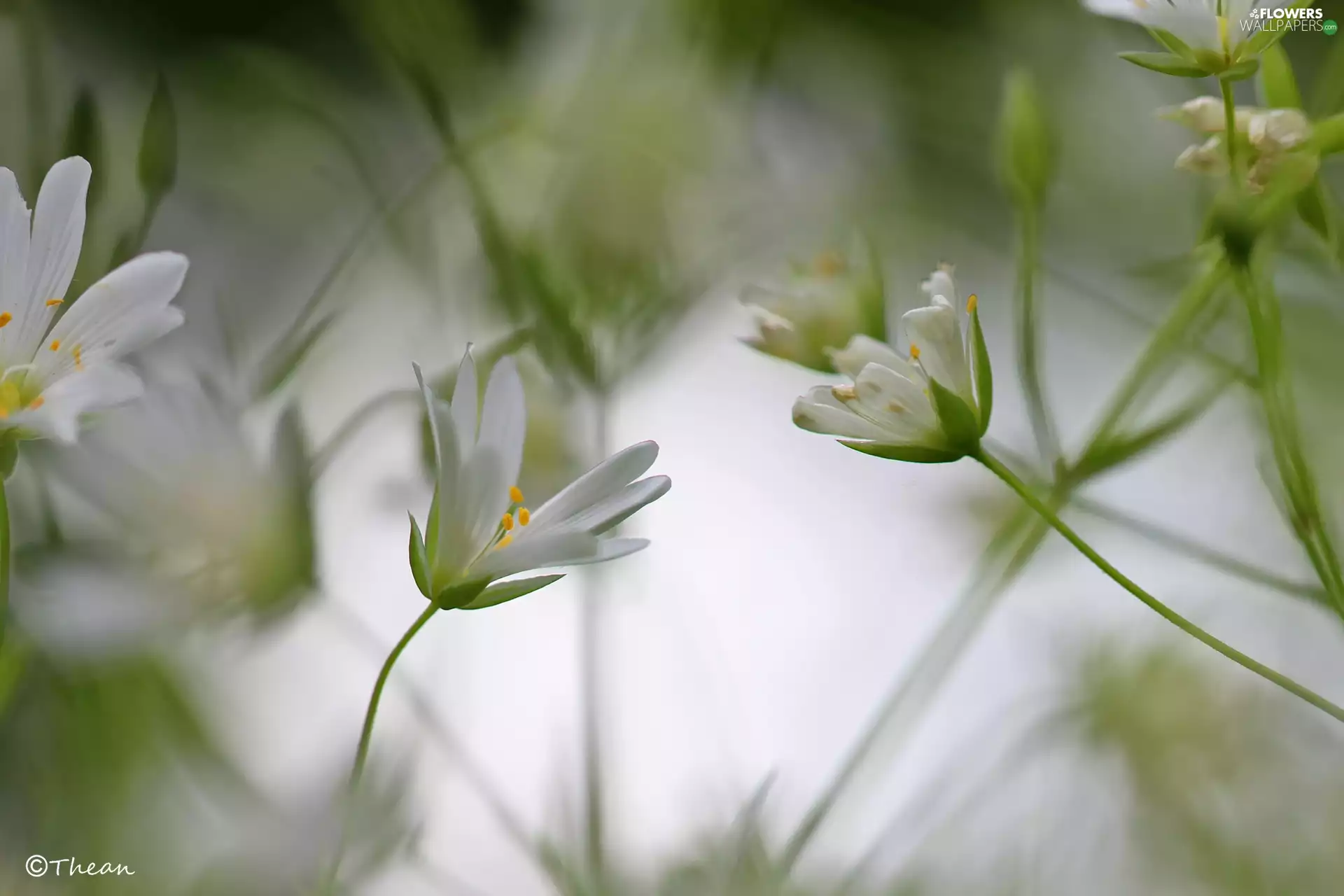 Flowers, Cerastium, White