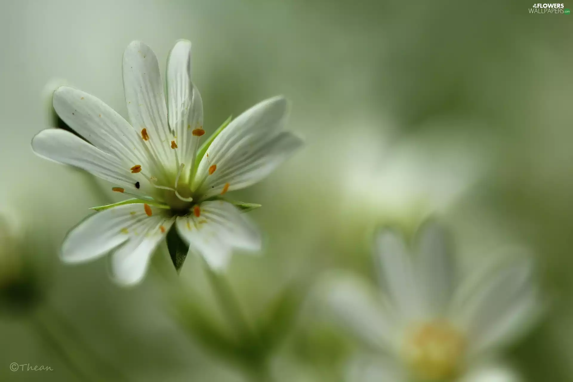 Flowers, Cerastium, White