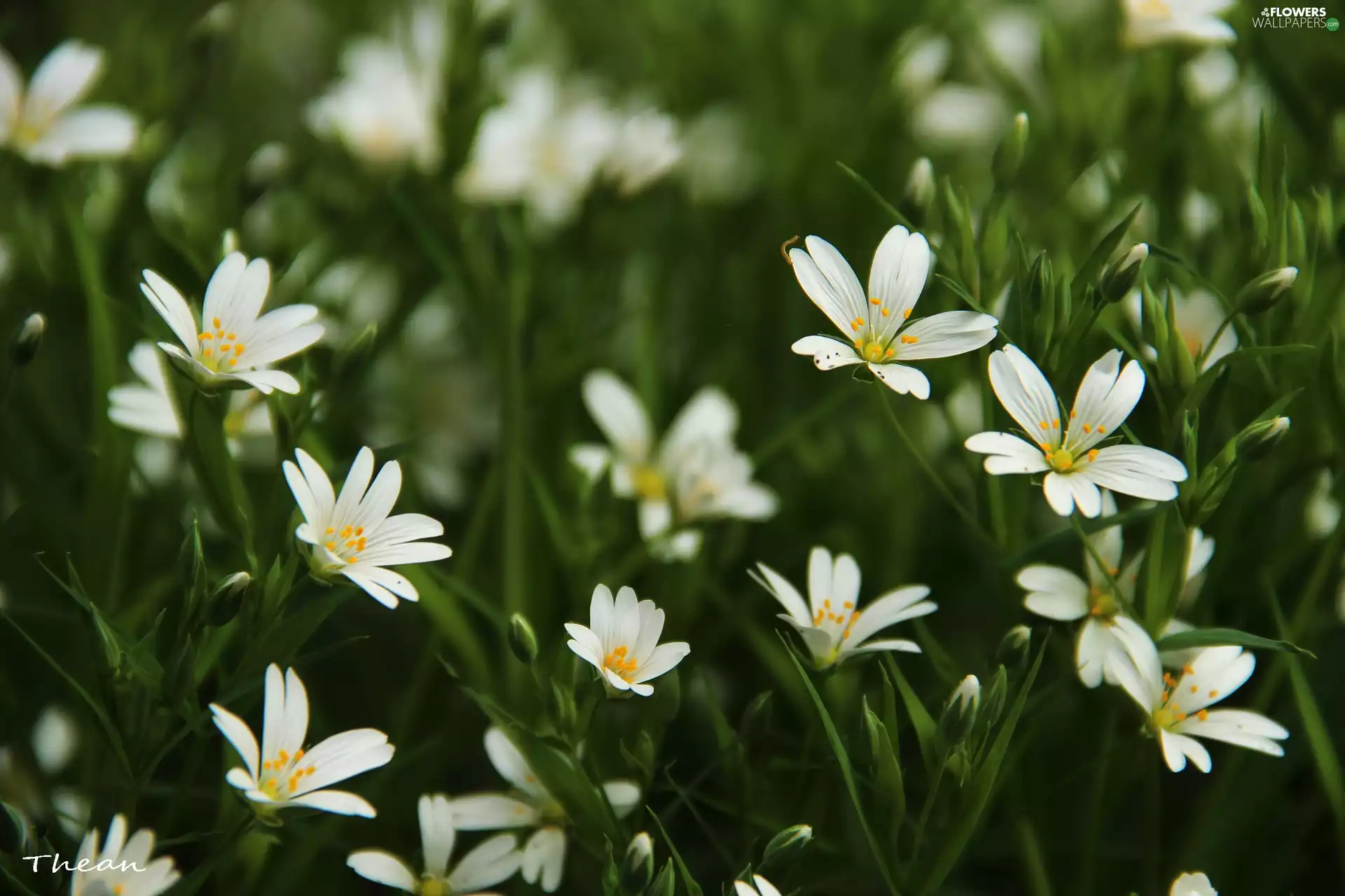 Flowers, Cerastium, White