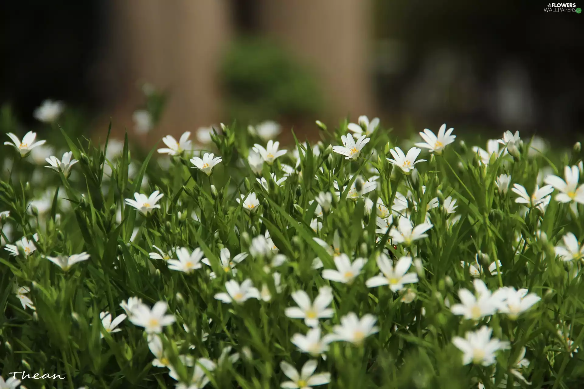 Flowers, Cerastium, White