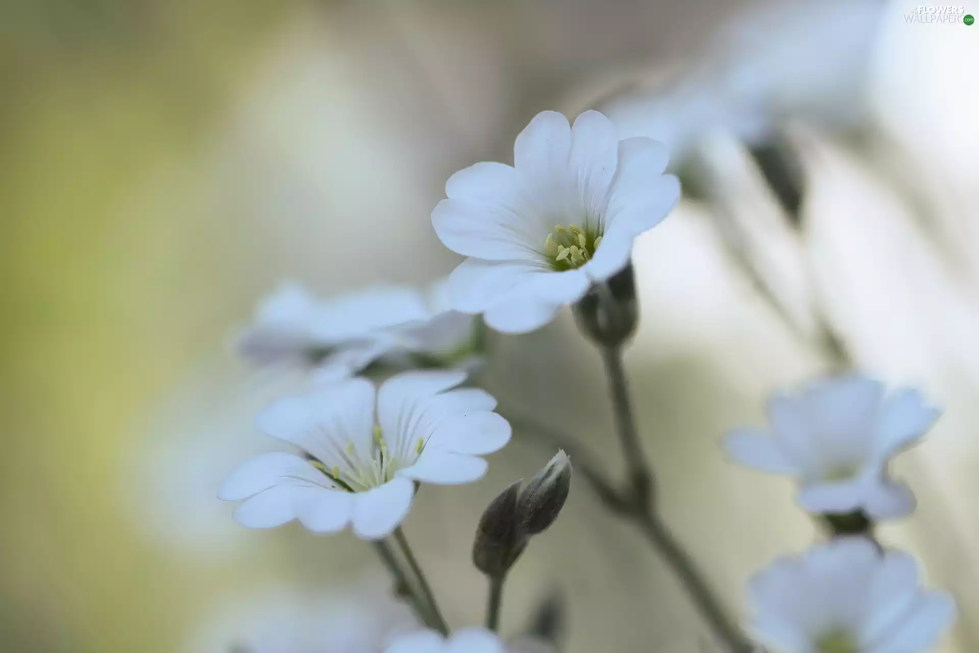 Flowers, Cerastium, White