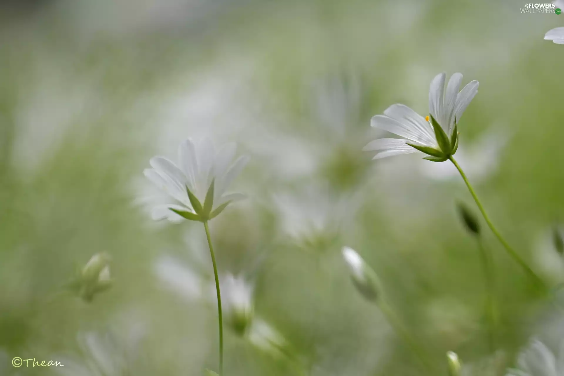 Flowers, Cerastium, White
