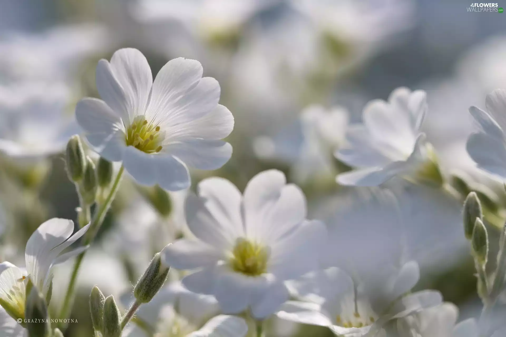 Flowers, Cerastium, White