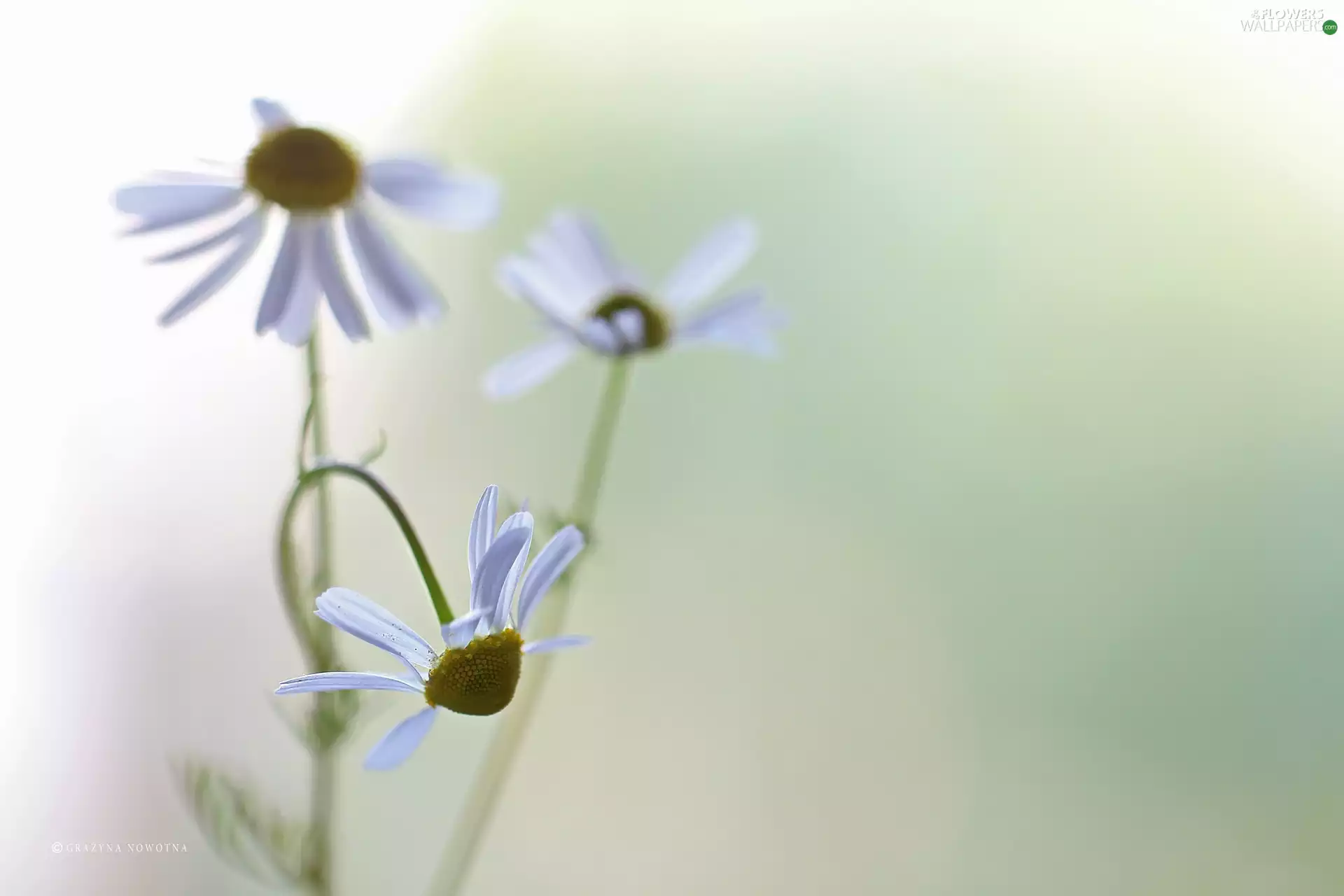 Flowers, chamomile, White