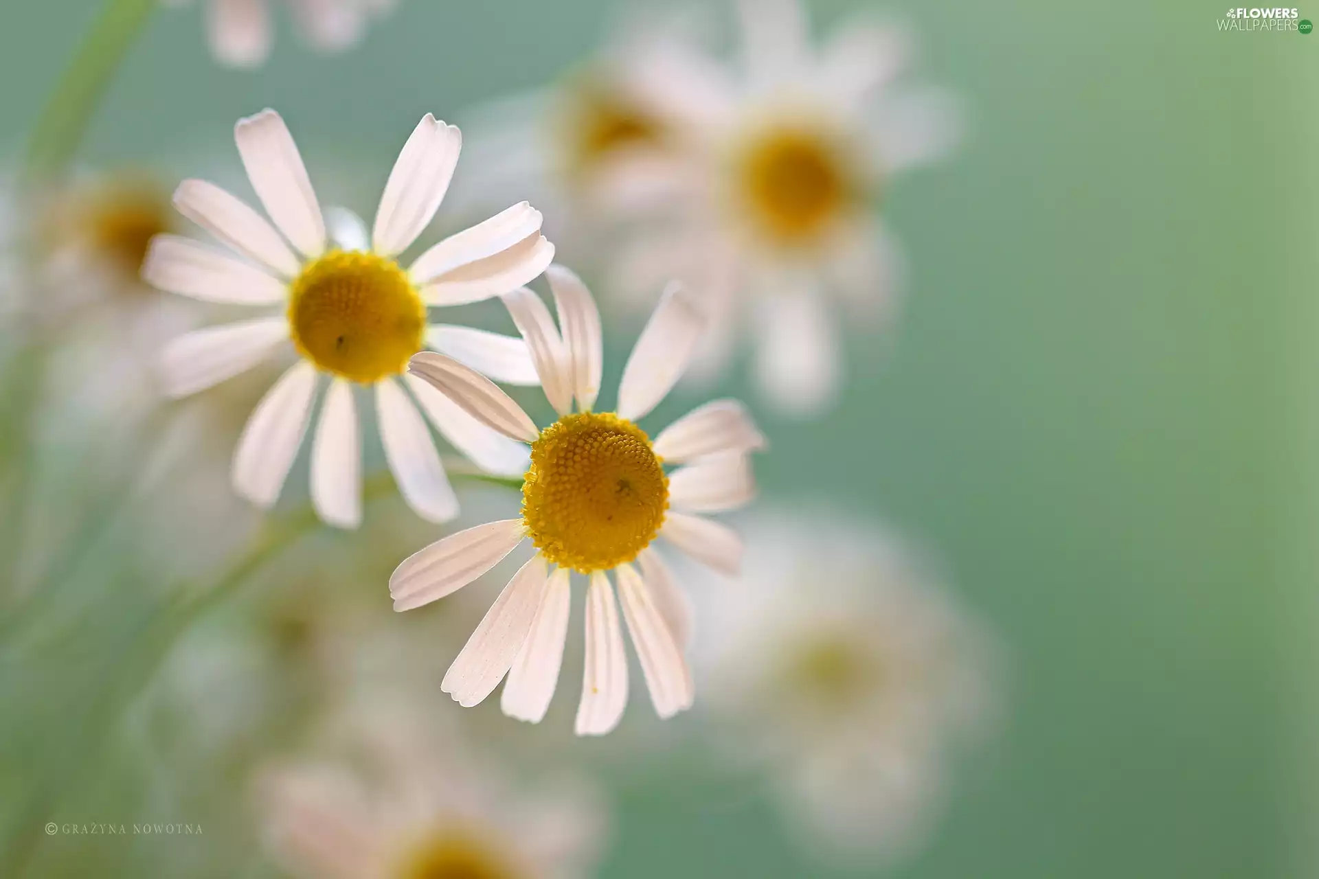 Flowers, chamomile, White