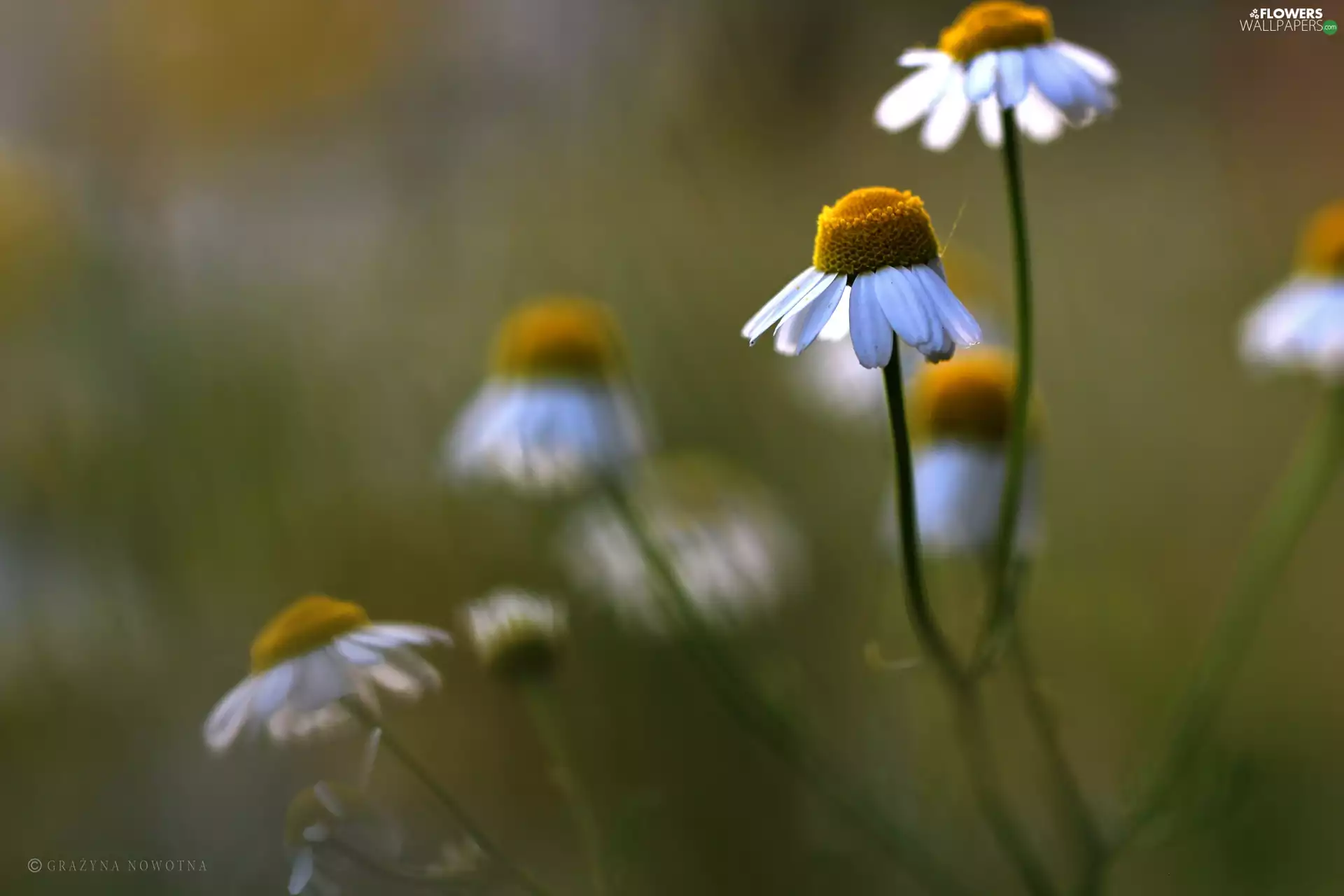 Flowers, chamomile, White