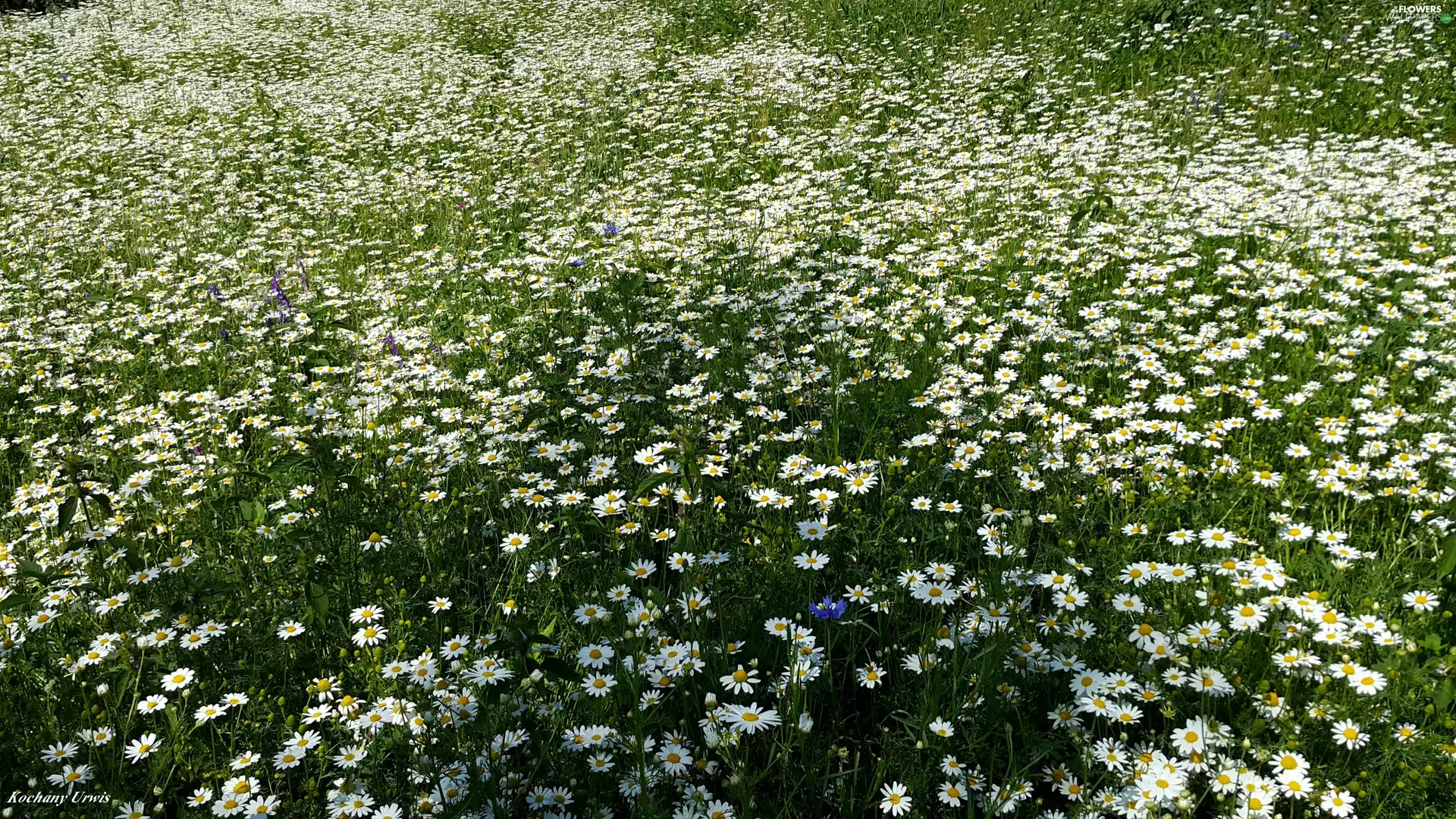 Flowers, chamomile, White