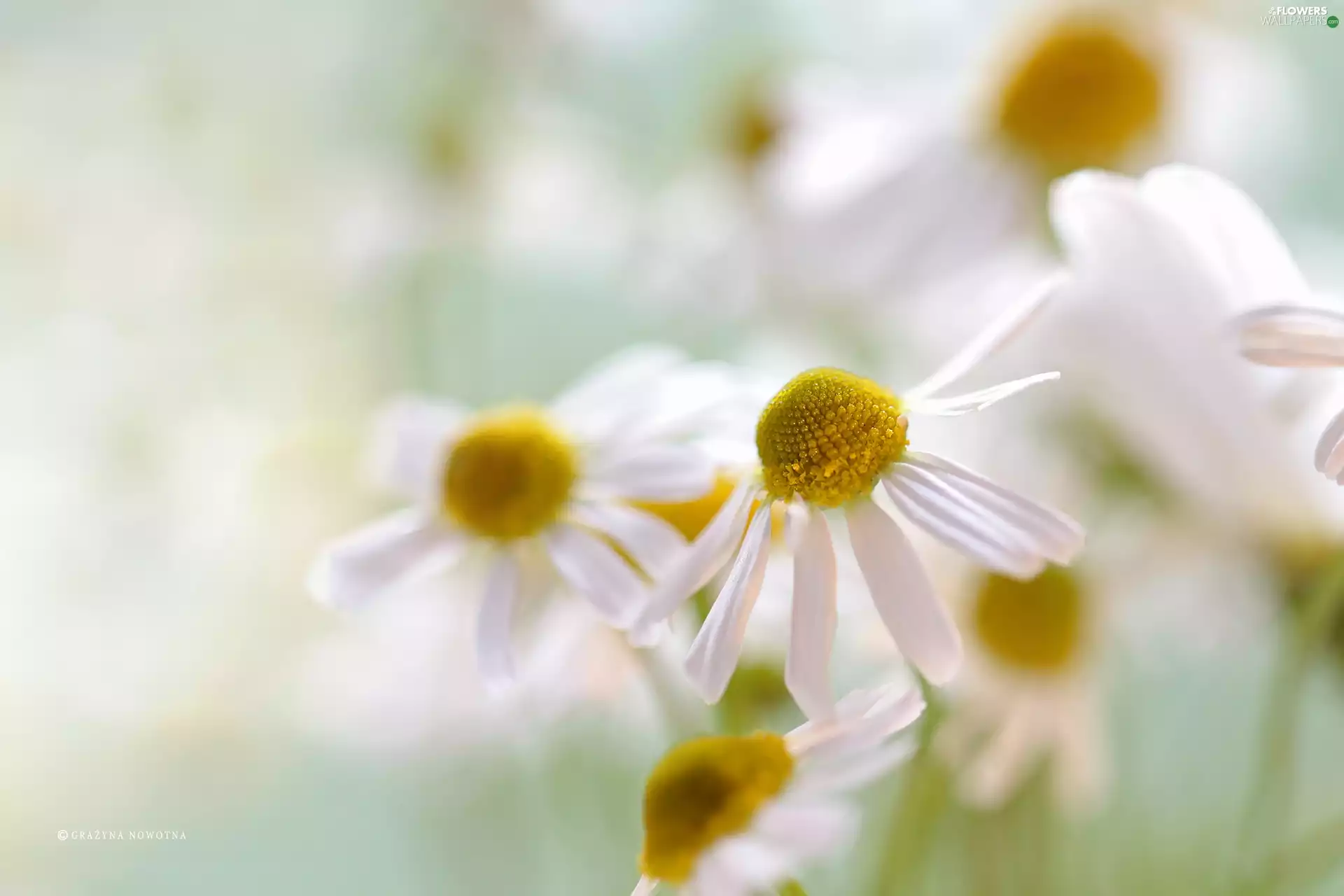 Flowers, chamomile, White
