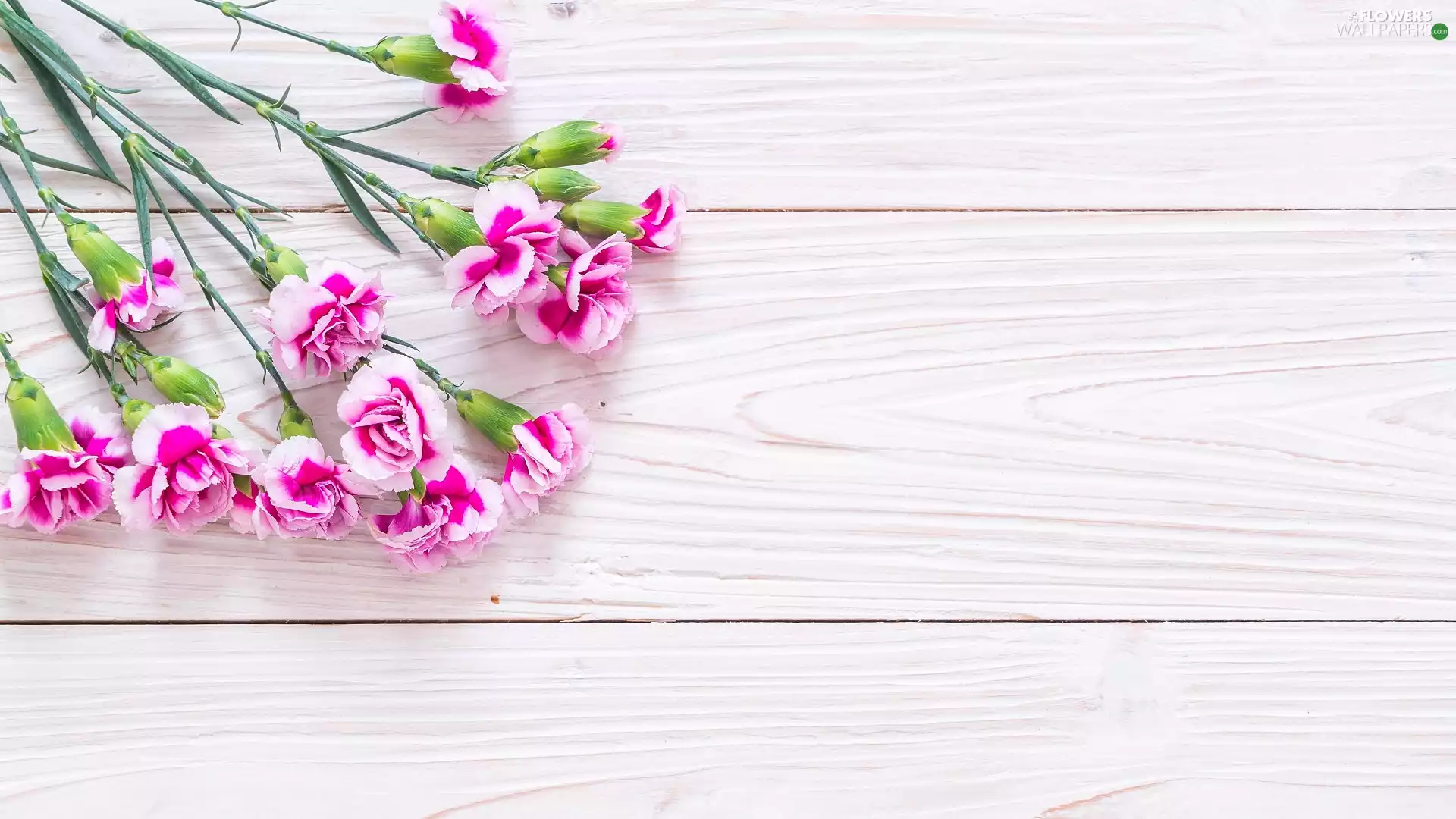 Colourfull Flowers, White, boarding, cloves