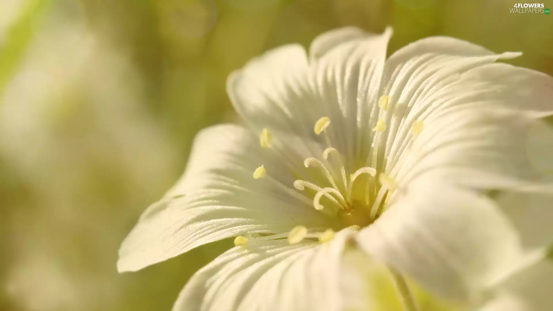 Cerastium, Close, Colourfull Flowers, rods, White