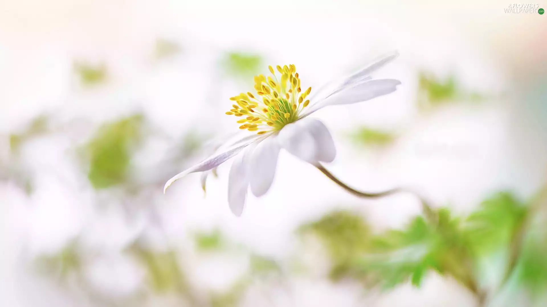 rods, blur, Colourfull Flowers, anemone, White