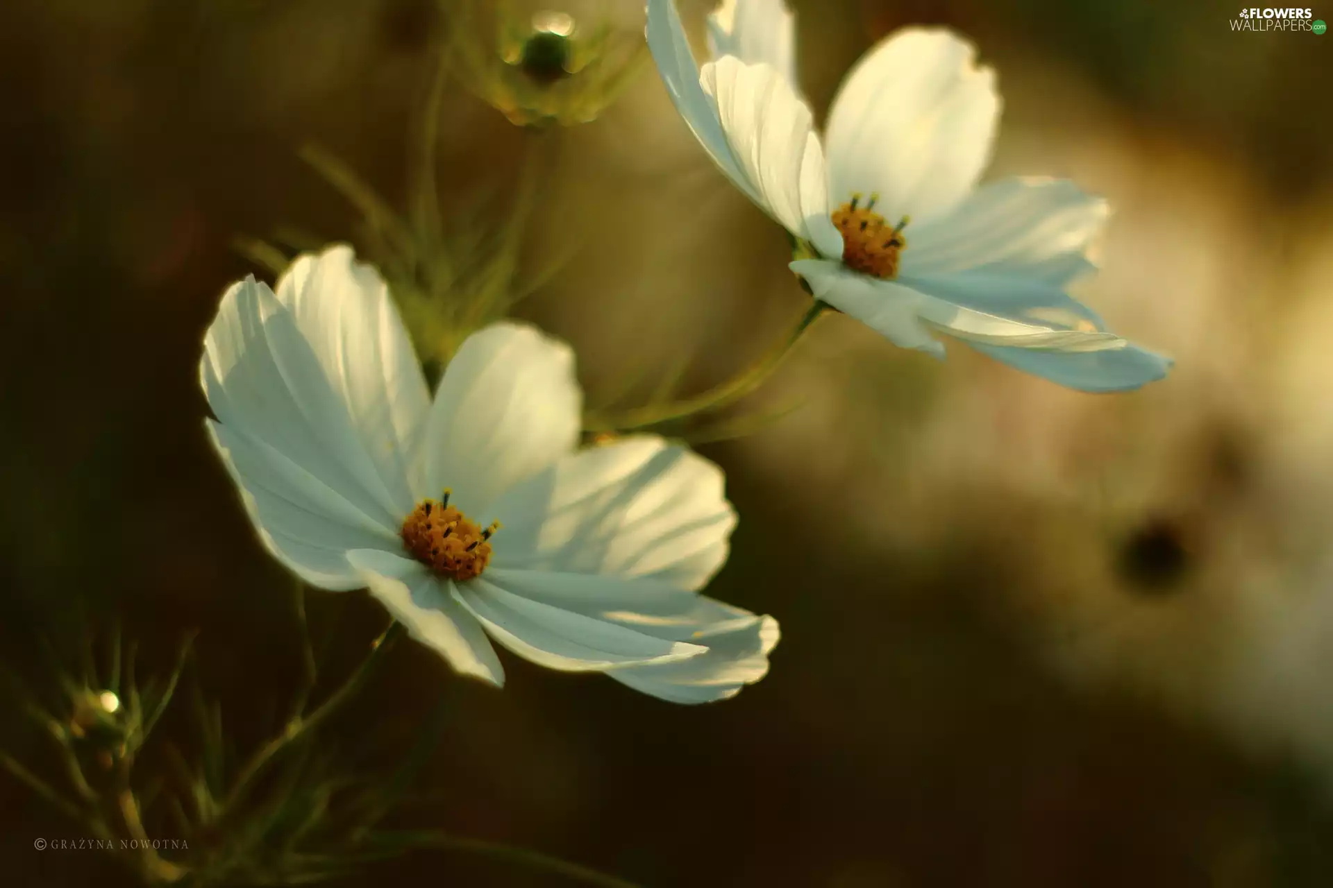 Flowers, Cosmos, White