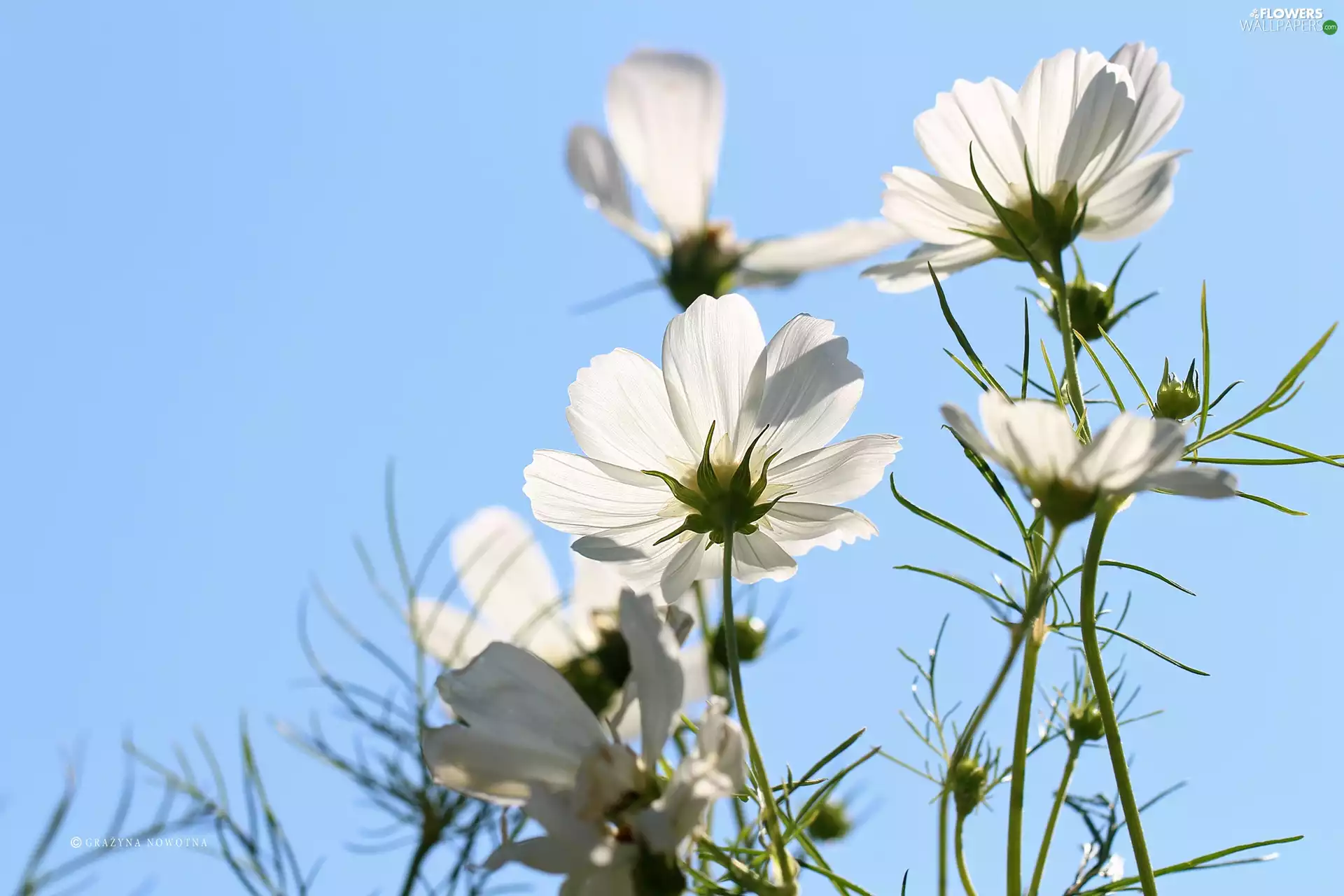 Flowers, Cosmos, White
