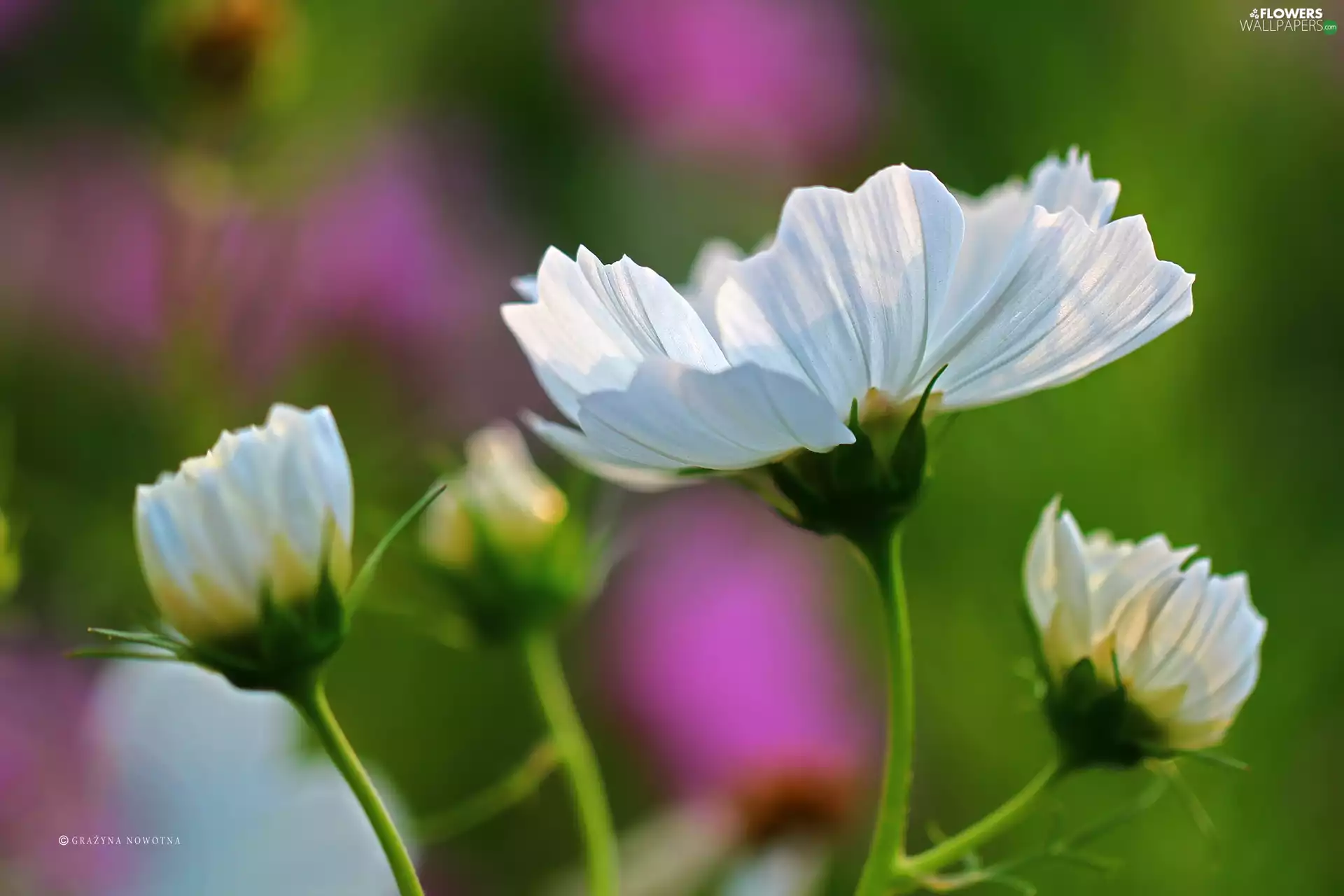 Flowers, Cosmos, White