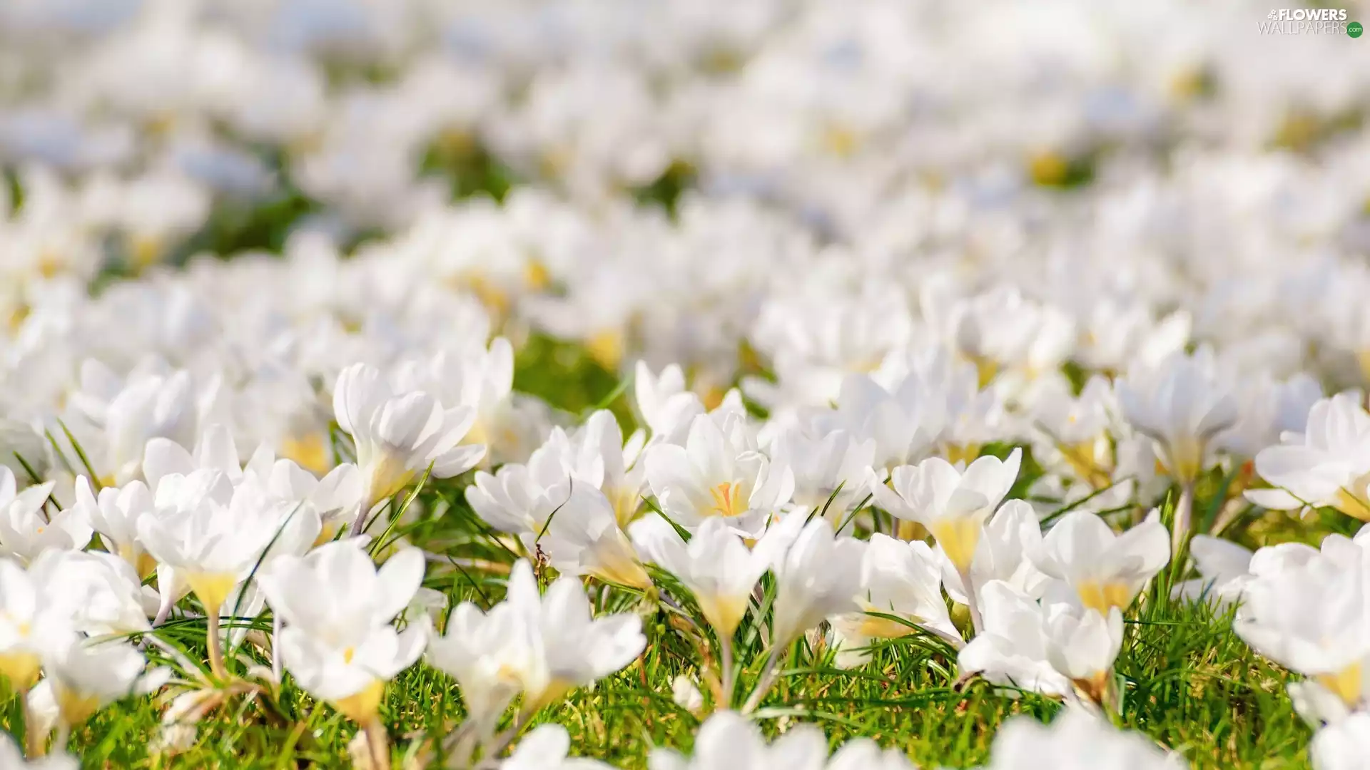 White, crocuses, Crocus, Flowers