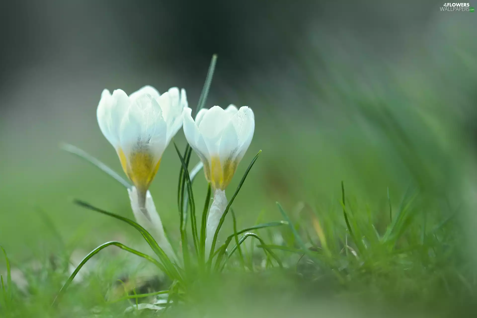 Flowers, crocuses, White