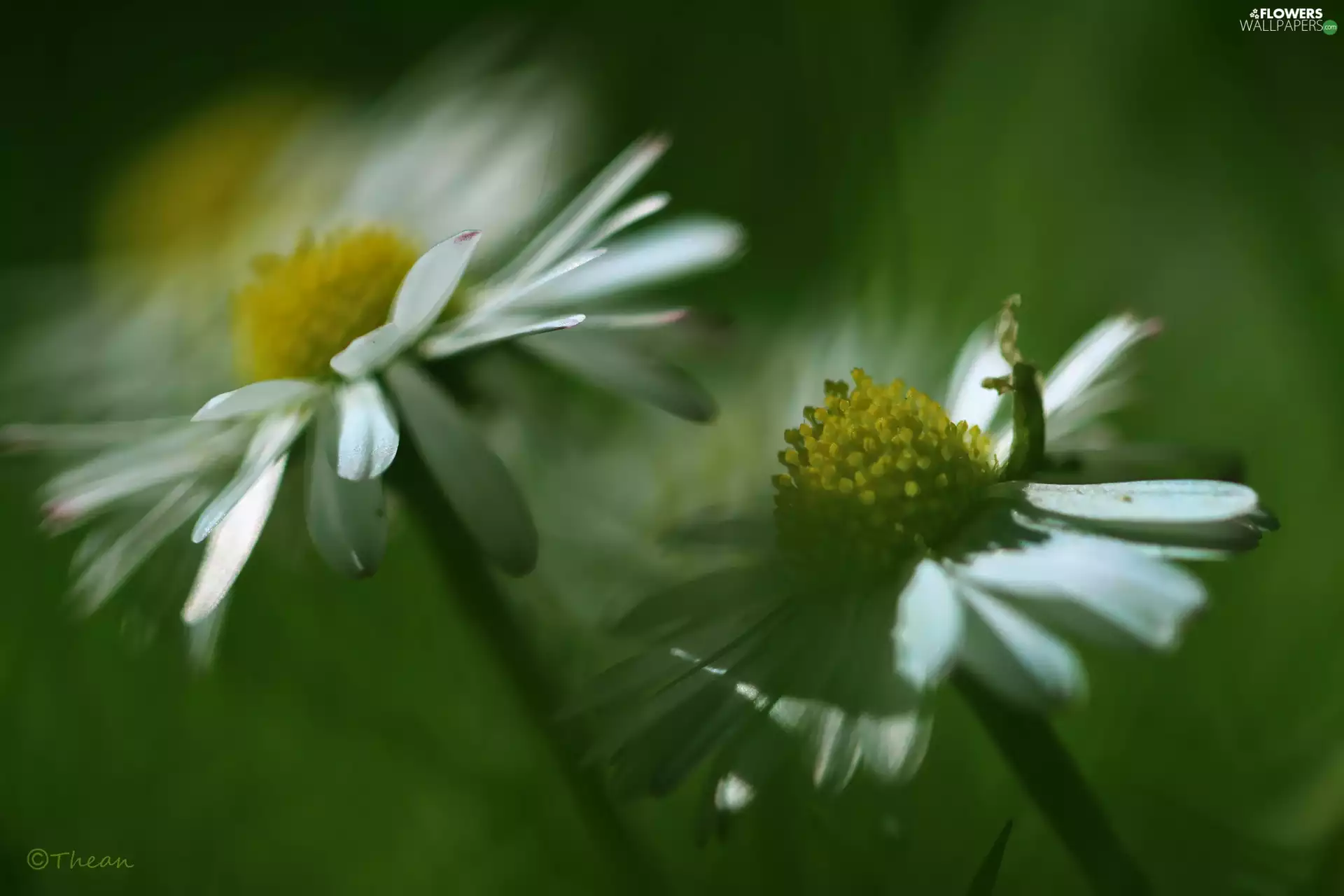 Flowers, daisies, White