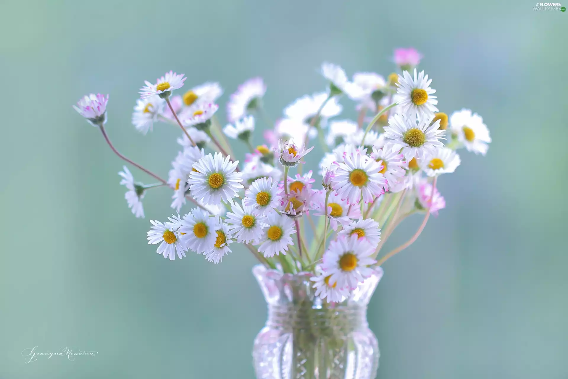 Flowers, daisies, White