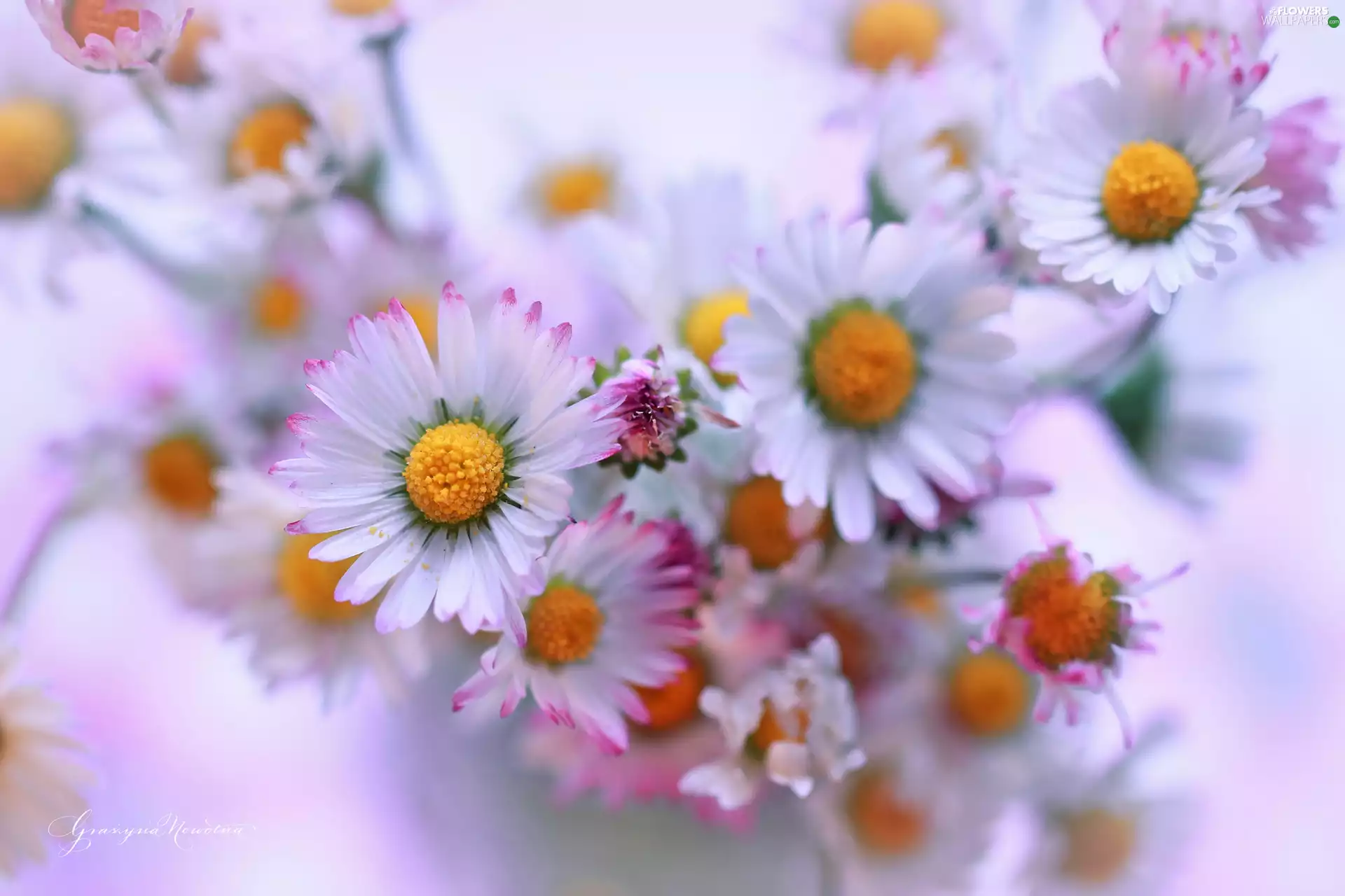 Flowers, daisies, White