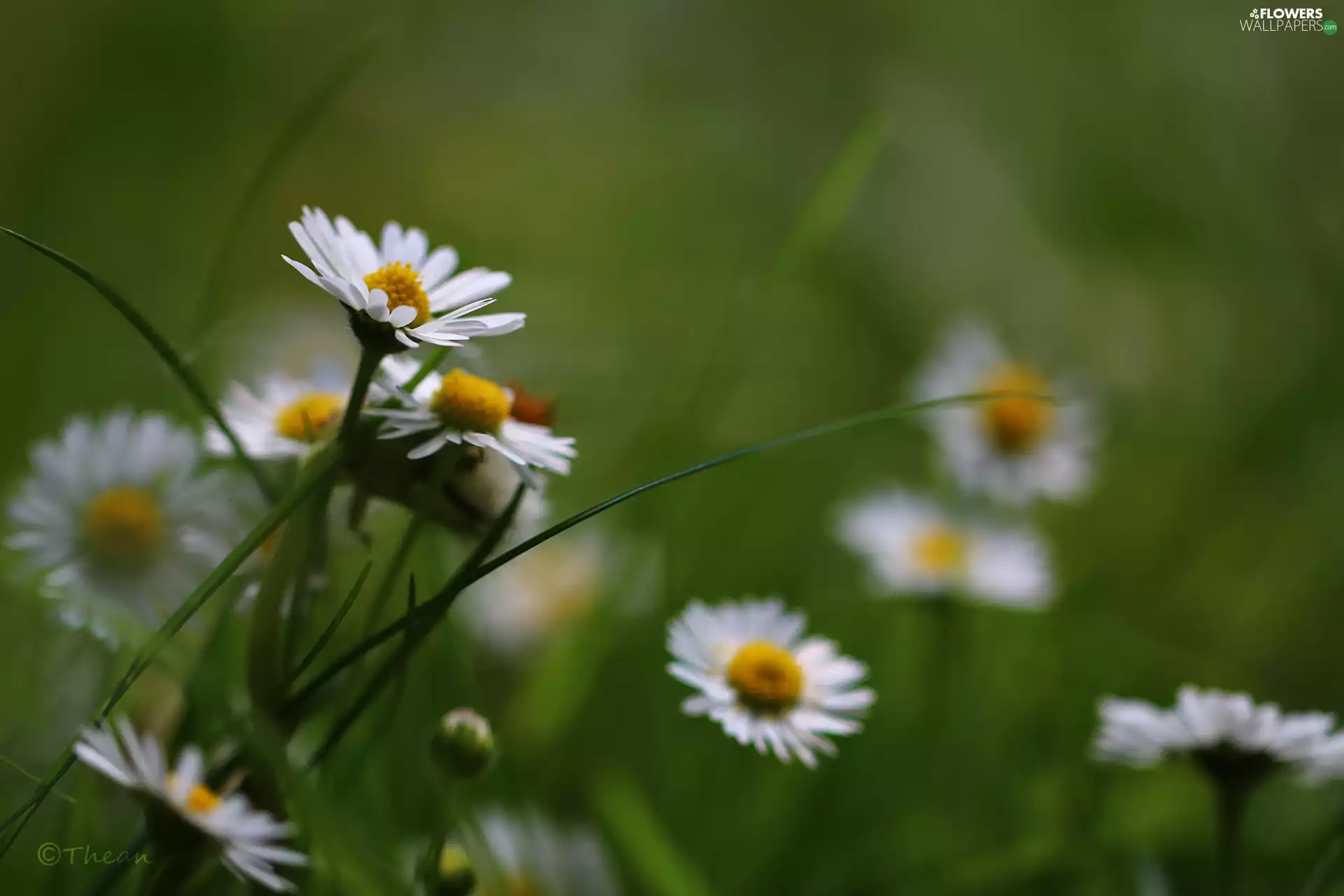 Flowers, daisies, White