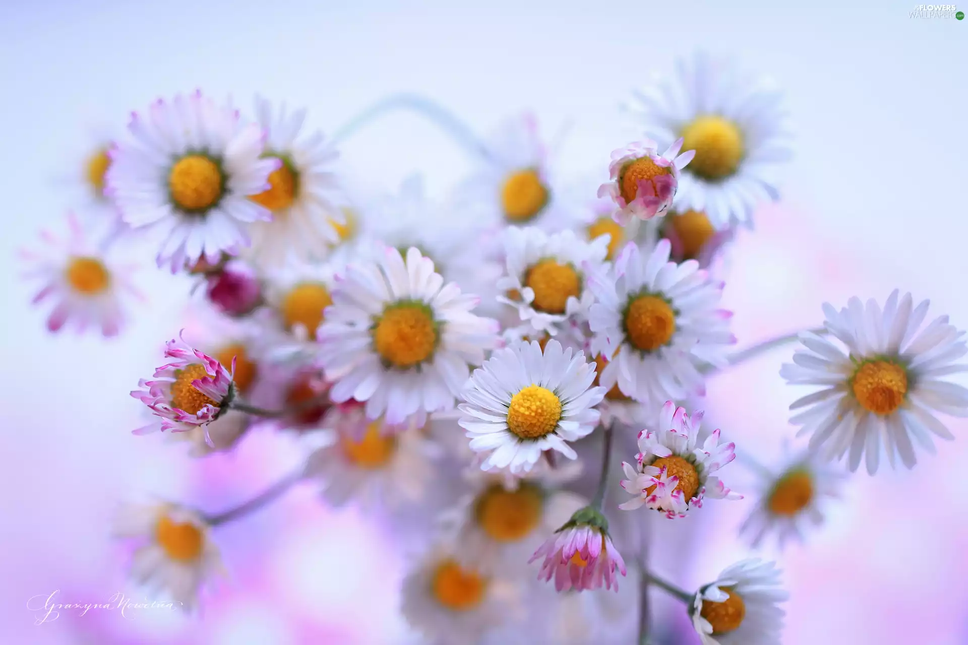Flowers, daisies, White