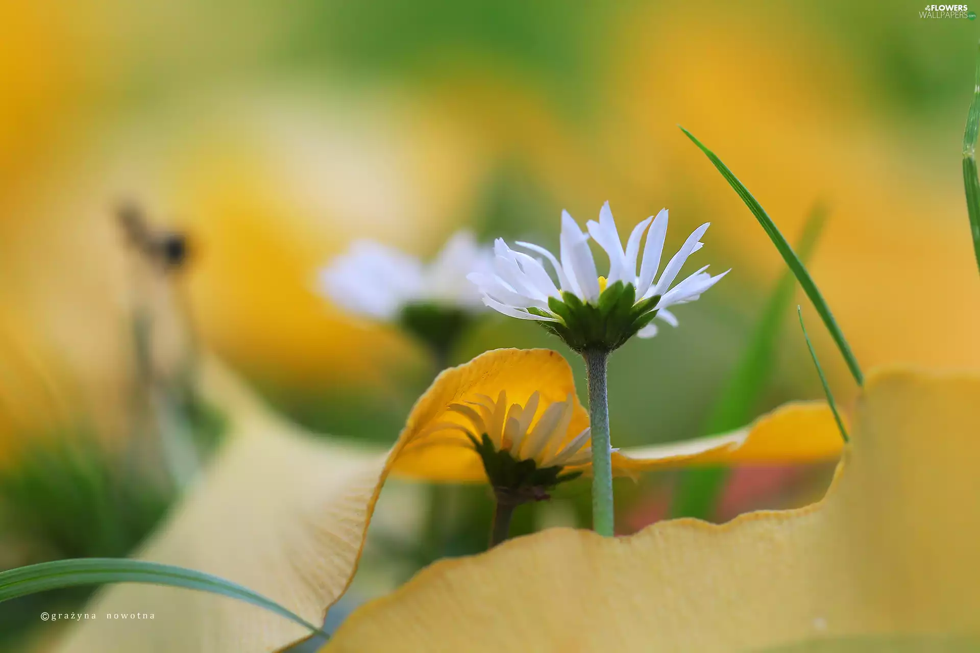Flowers, daisies, White