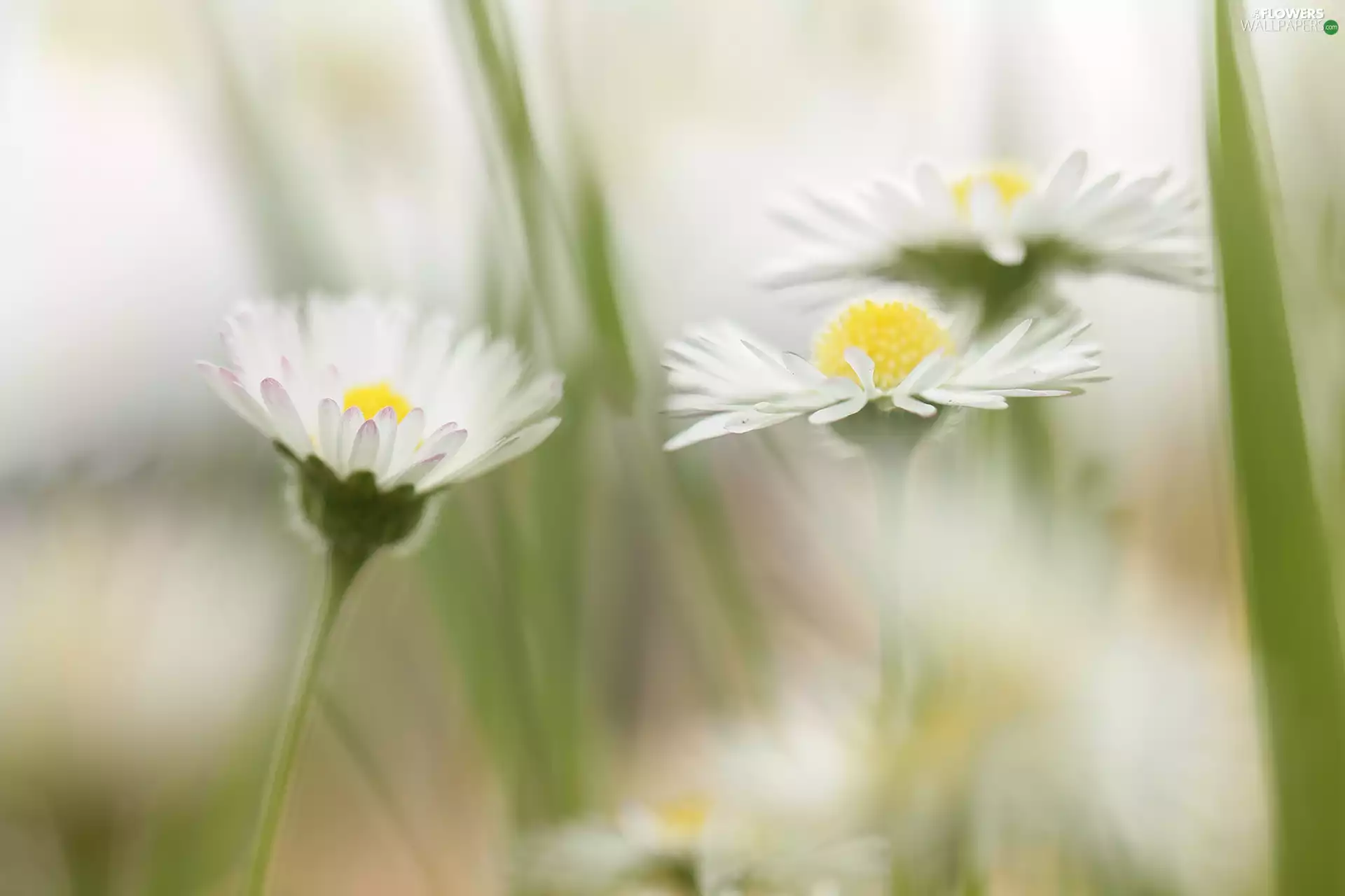 Flowers, daisies, White