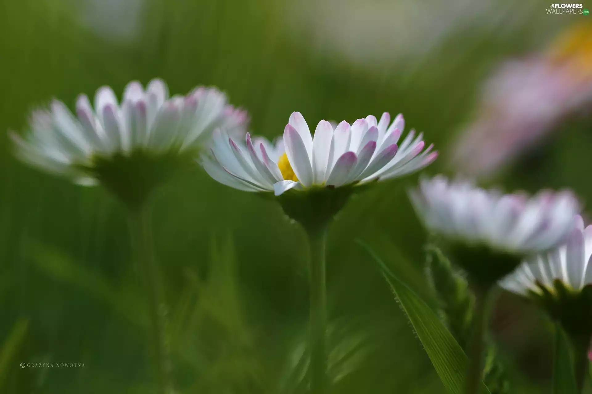 Flowers, daisies, White