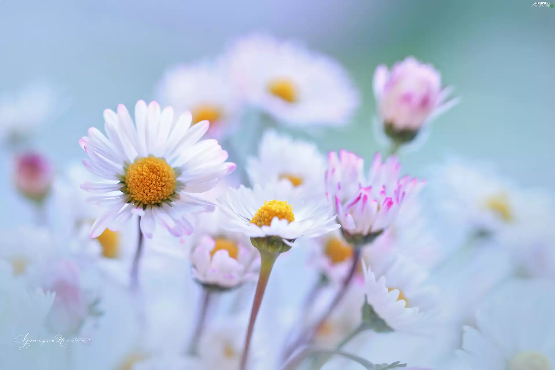 Flowers, daisies, White