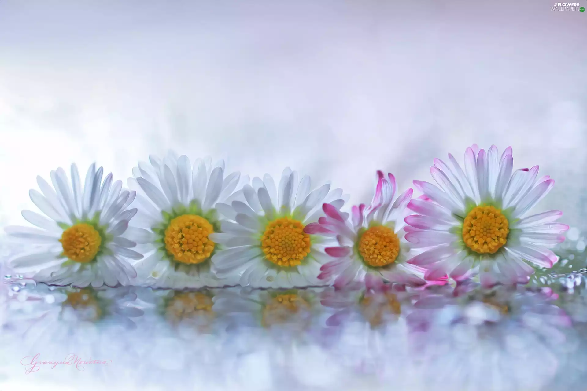 Flowers, daisies, White