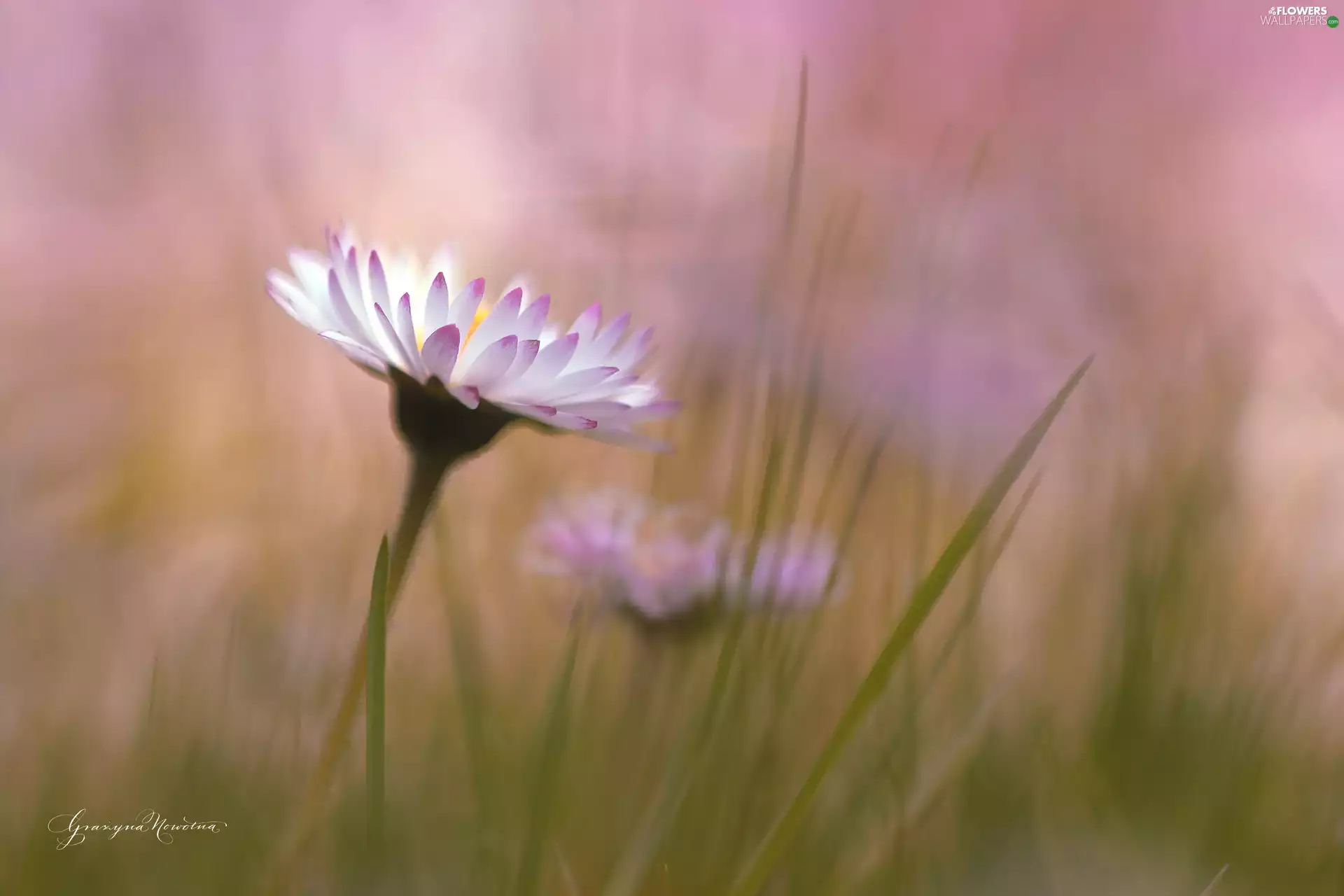 Flowers, daisies, White