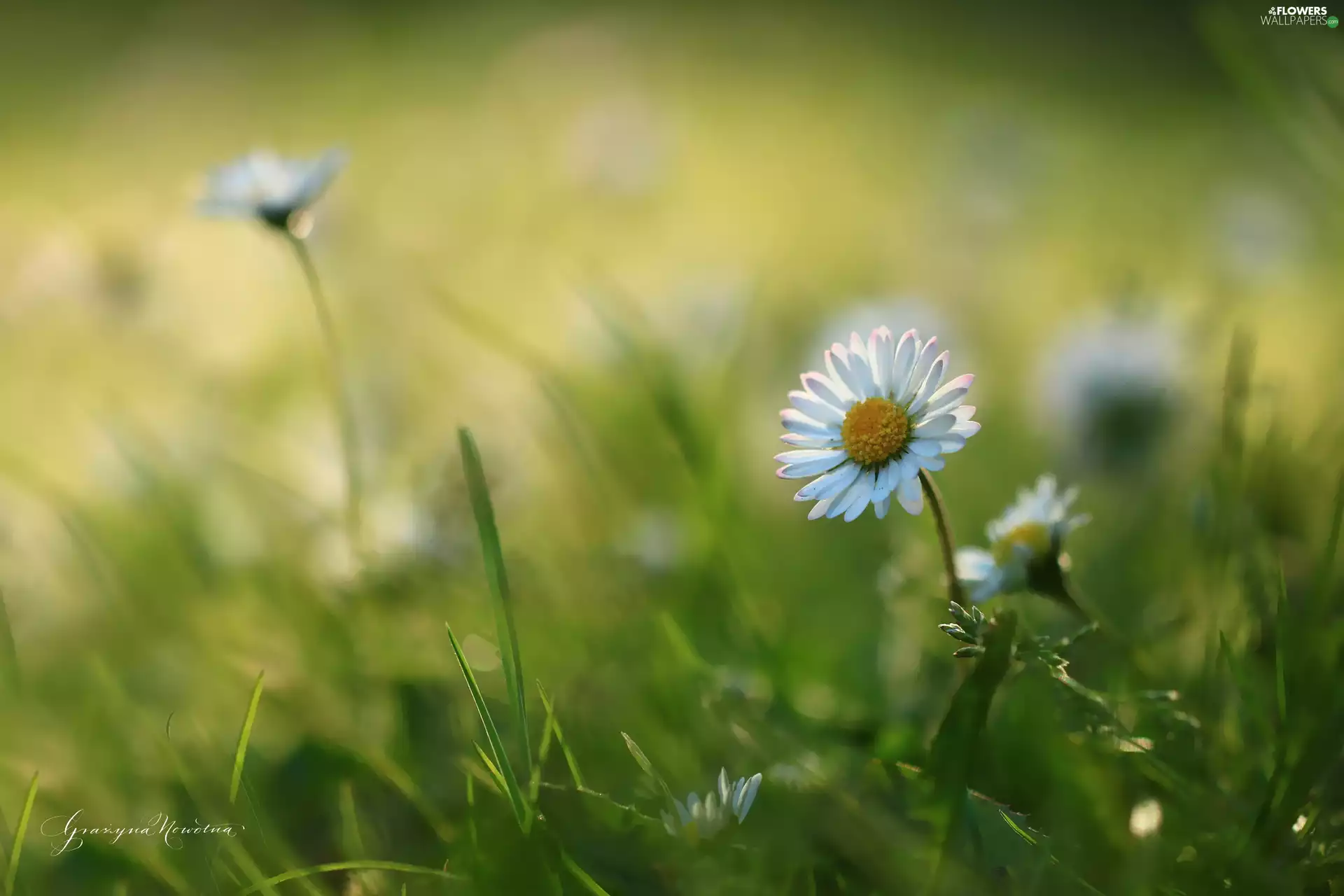 Flowers, daisies, White