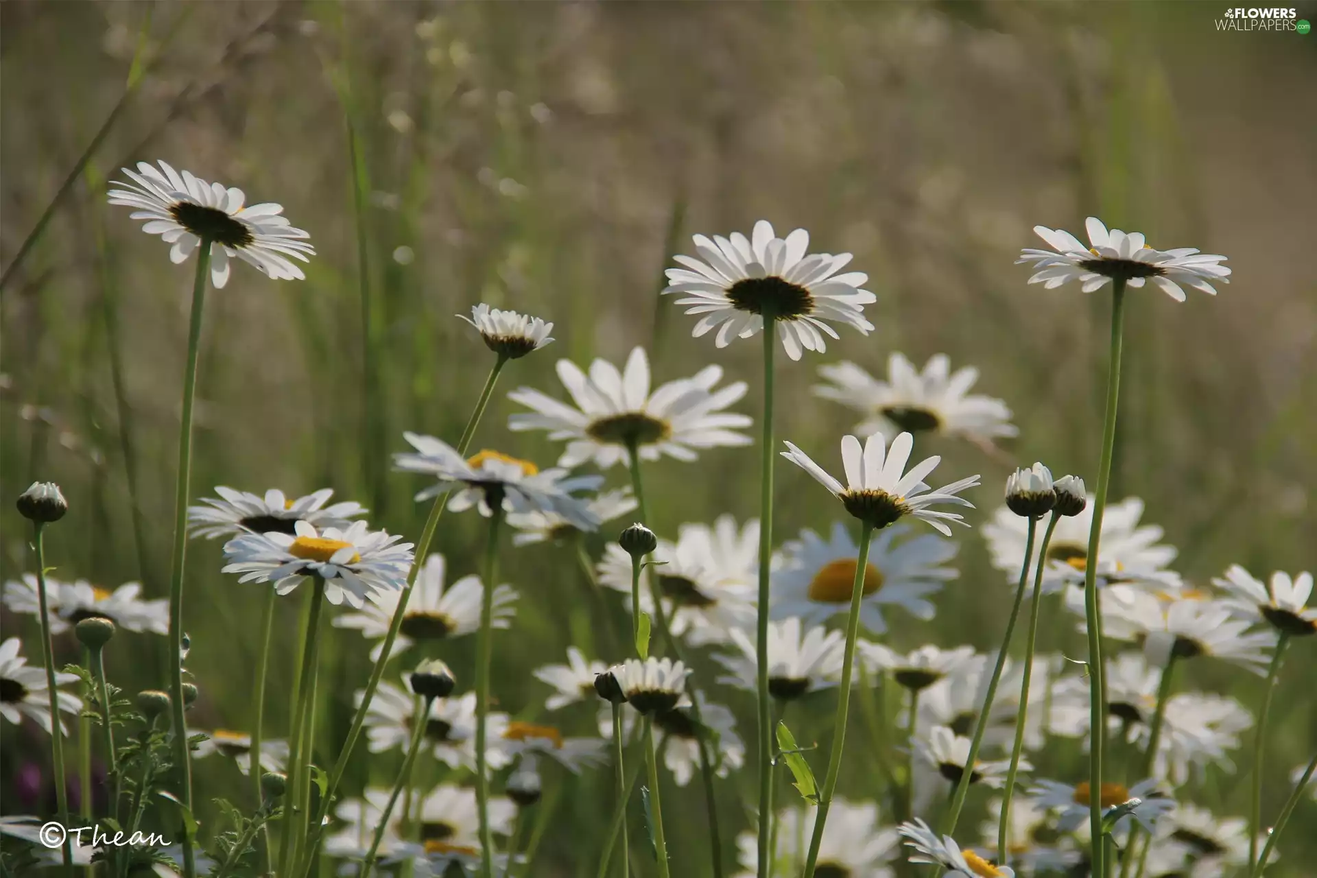 Flowers, daisy, White