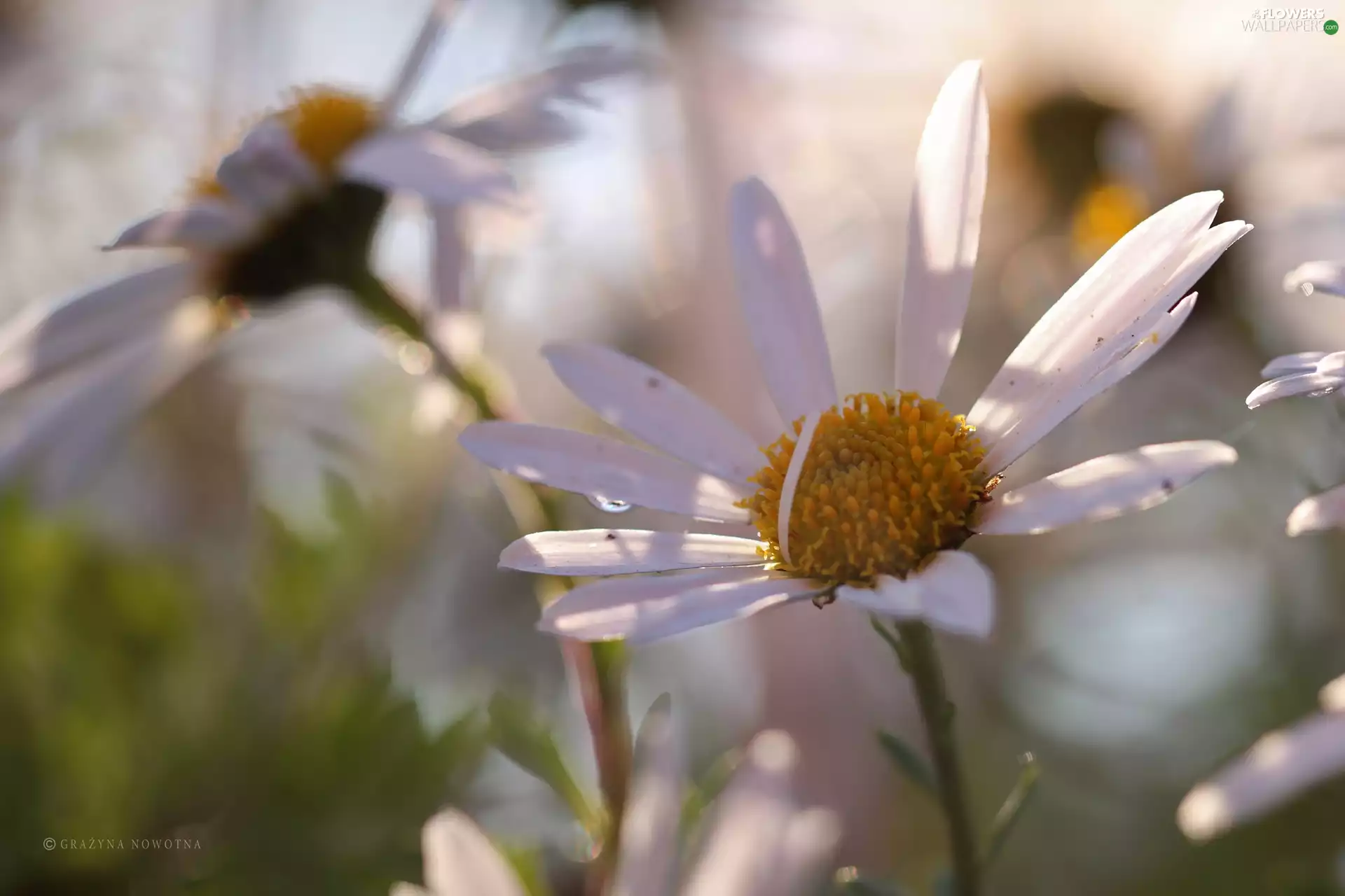 Flowers, daisy, White