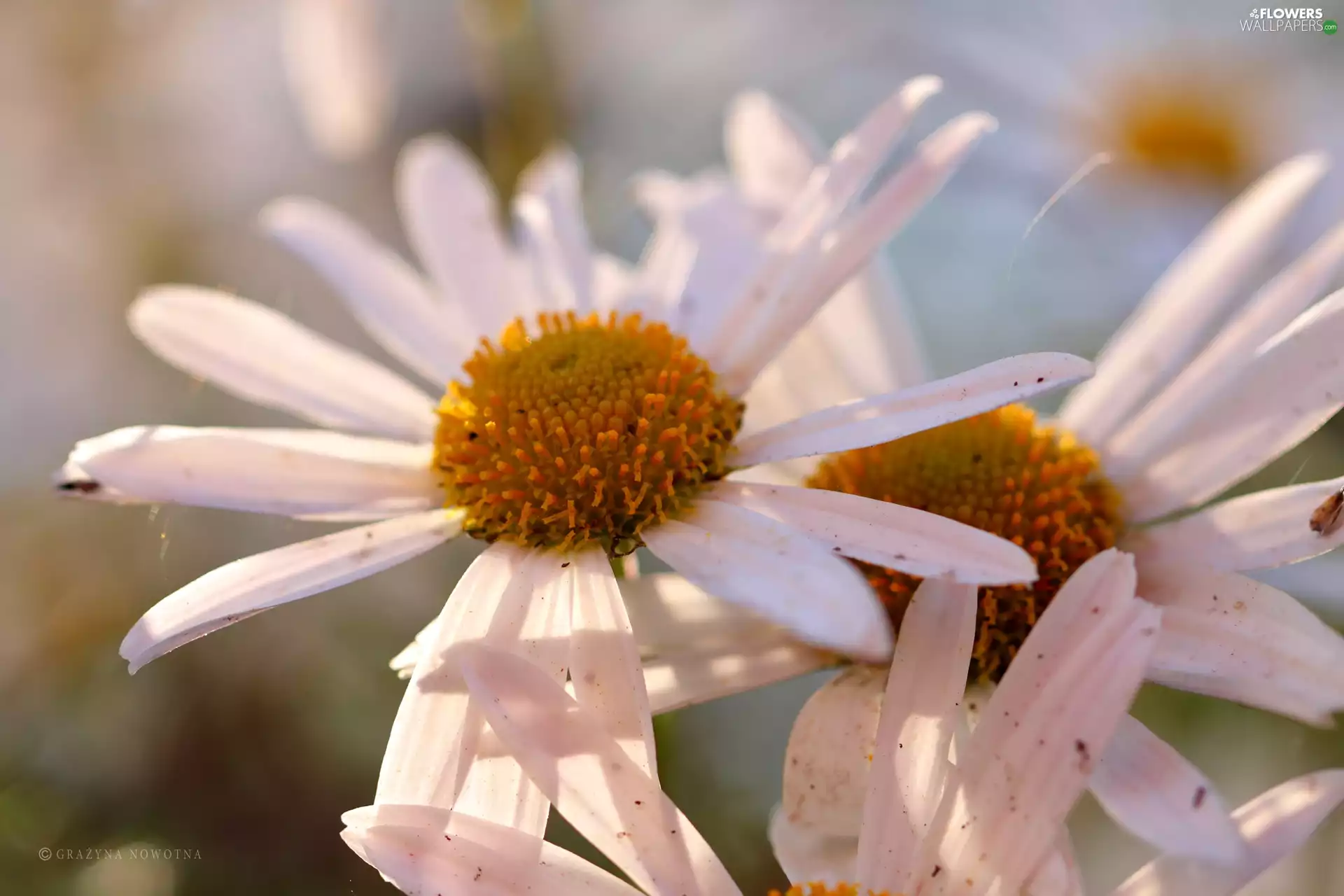 Flowers, daisy, White