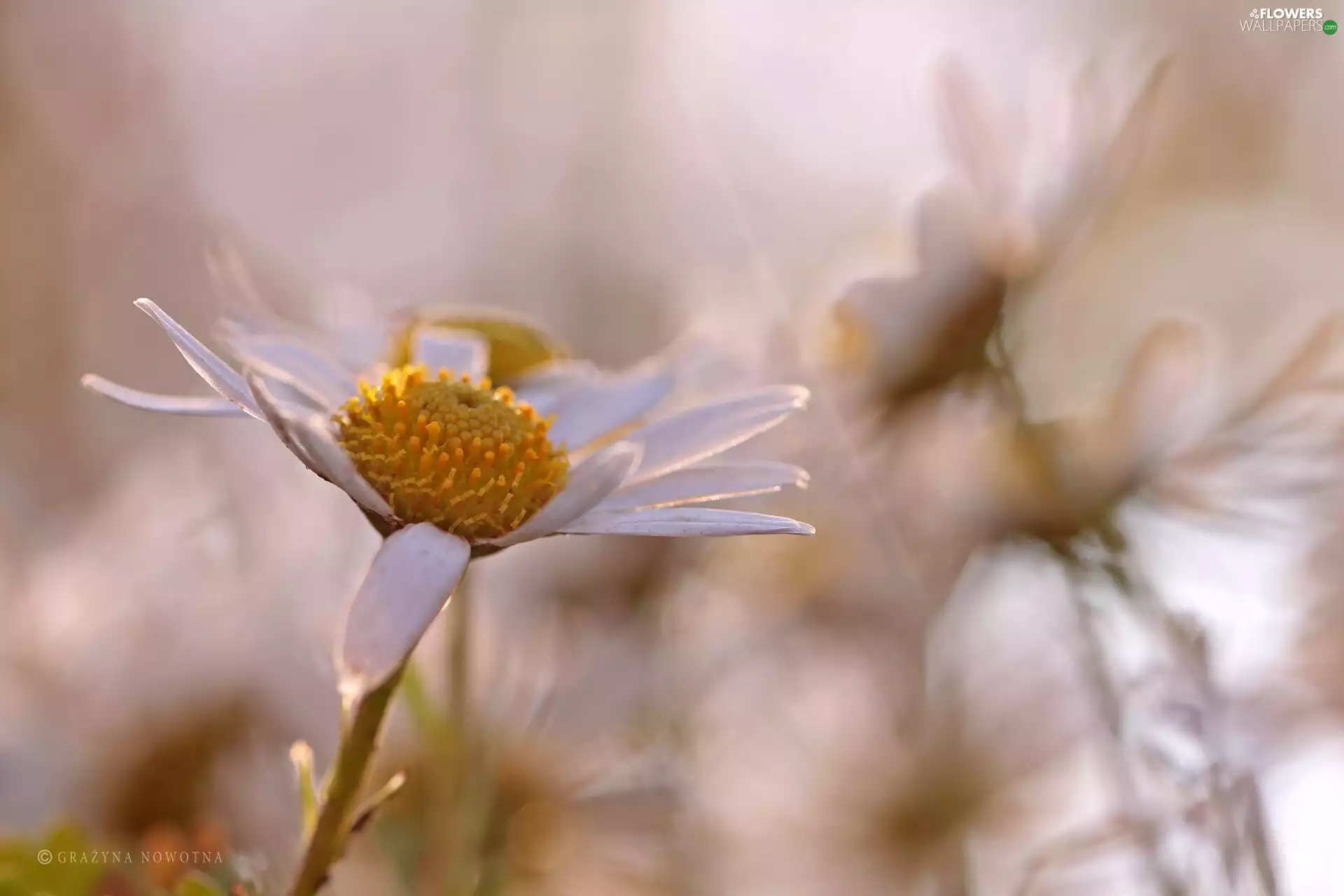Flowers, daisy, White