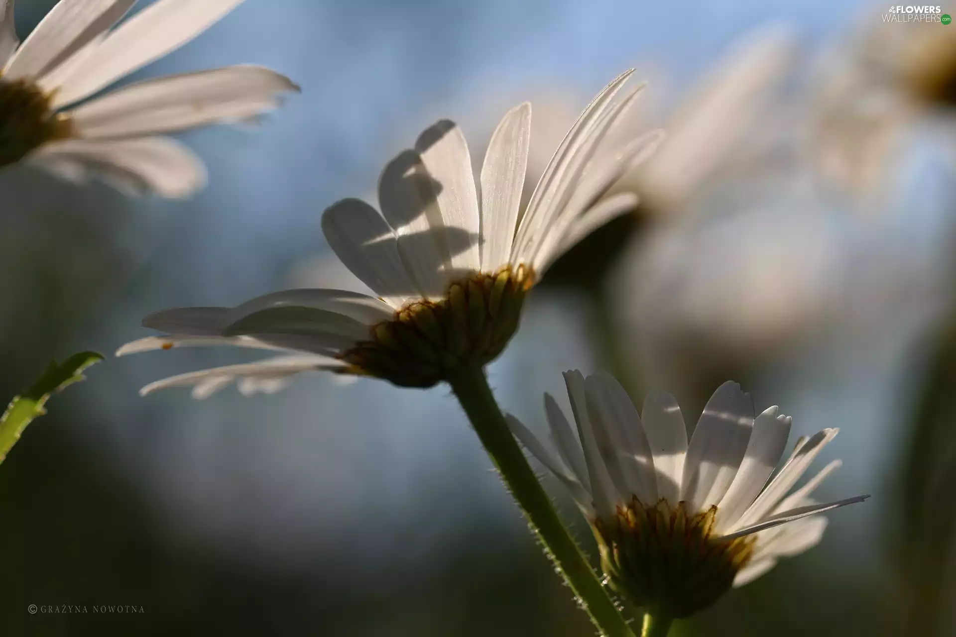Flowers, daisy, White