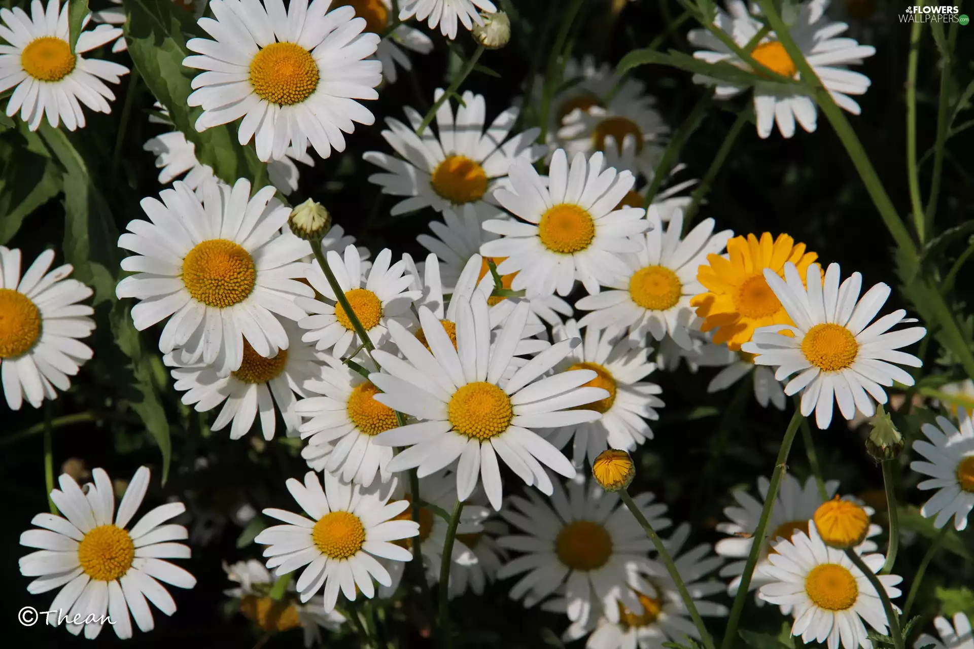 Flowers, Daisy, White