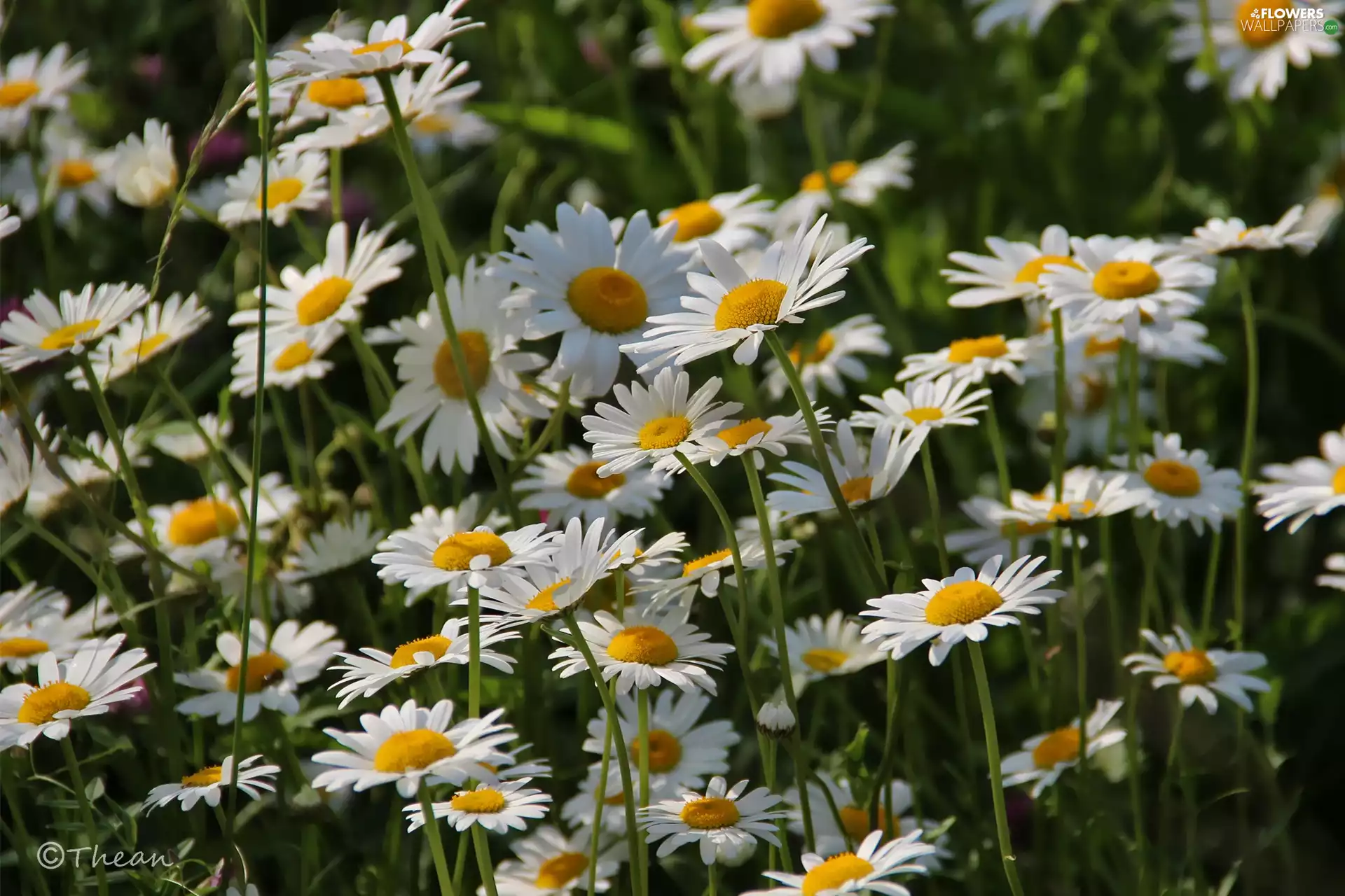 Flowers, daisy, White