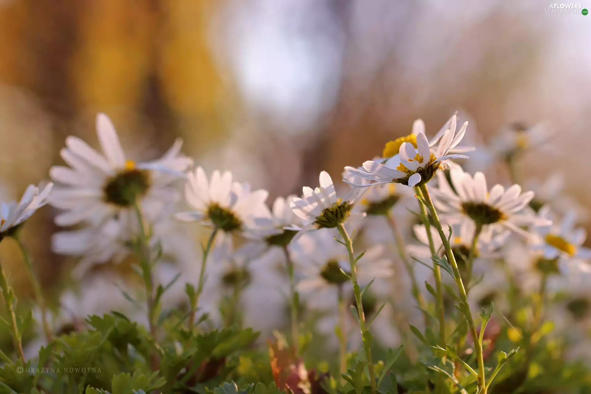 Flowers, daisy, White