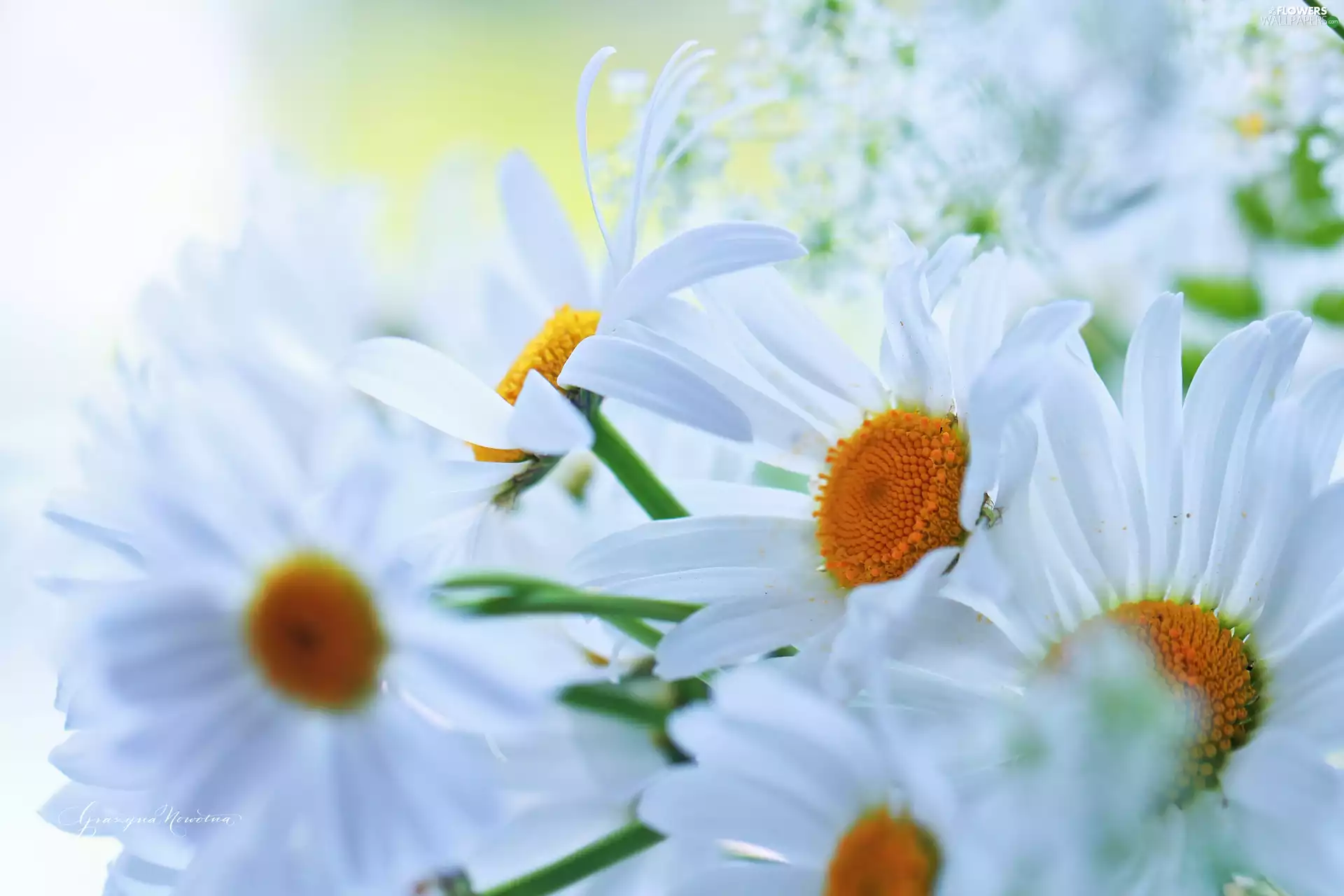 Flowers, daisy, White