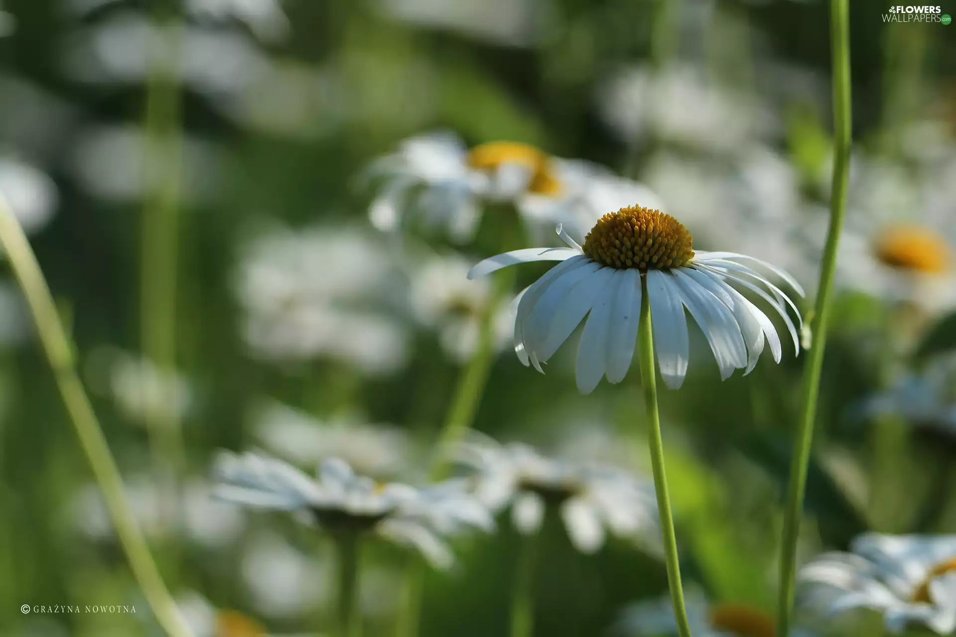Flowers, daisy, White