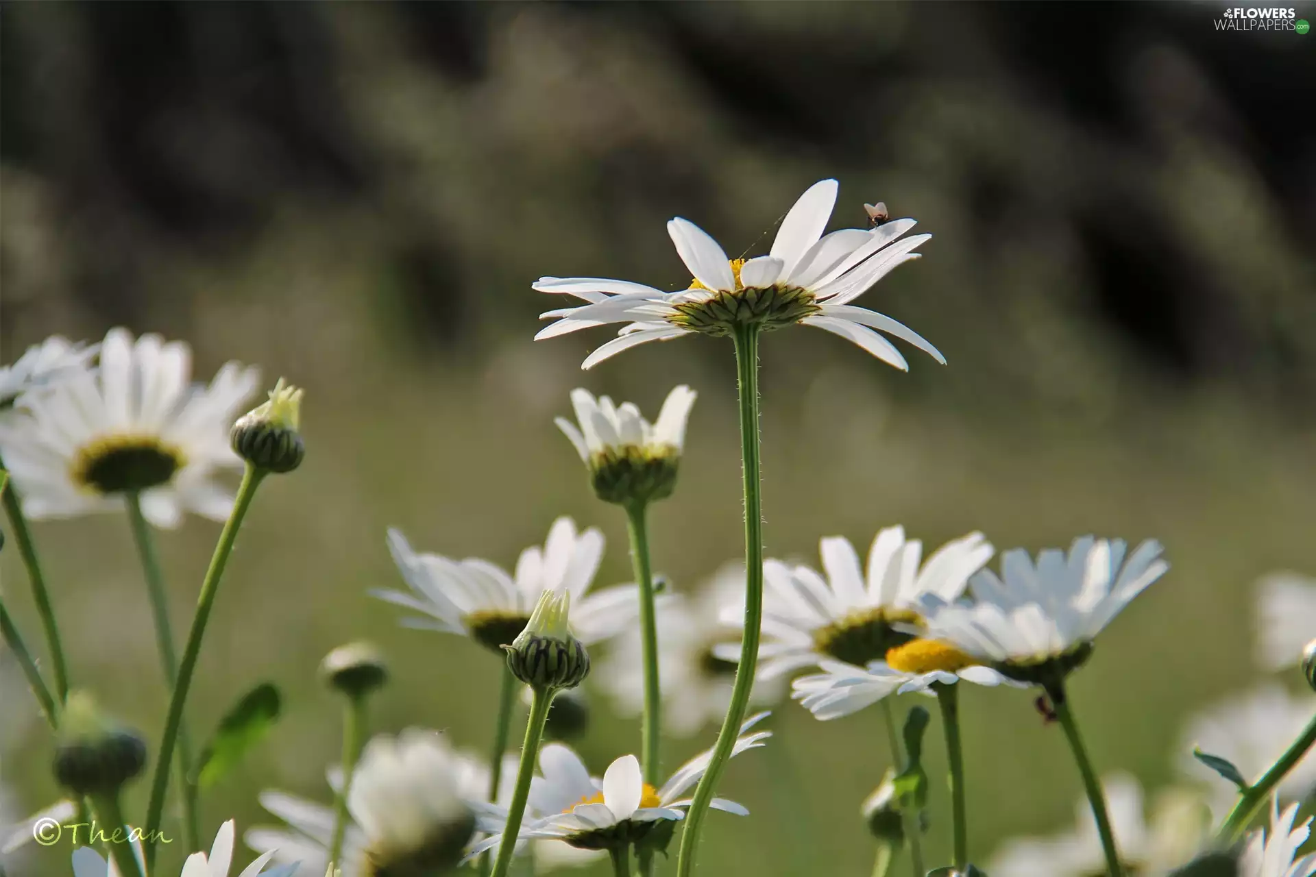 Flowers, daisy, White